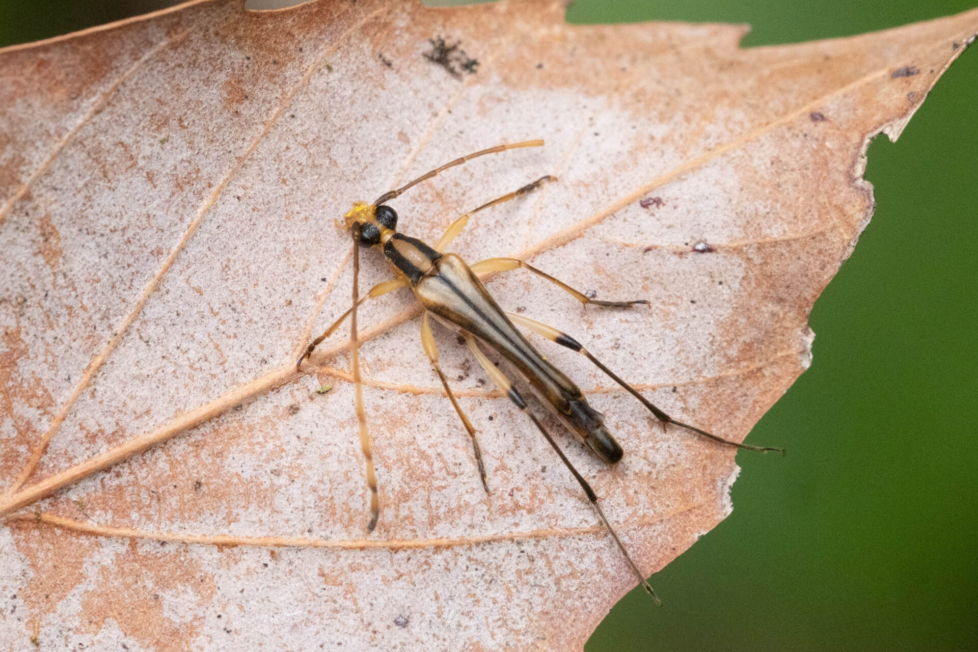 フォトギャラリー：ミヤマホソハナカミキリ - (2)