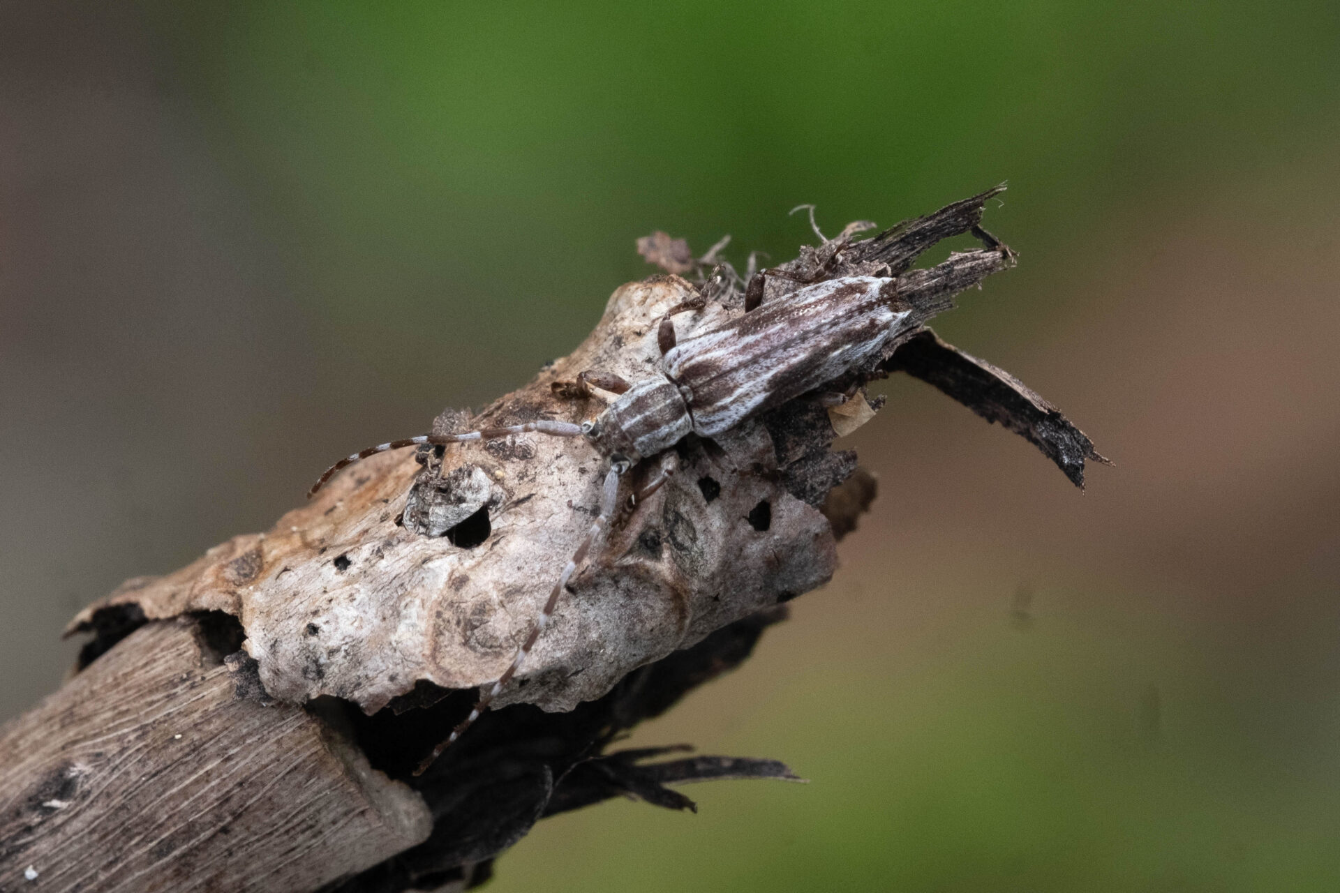 フォトギャラリー：ドイカミキリ - (5)