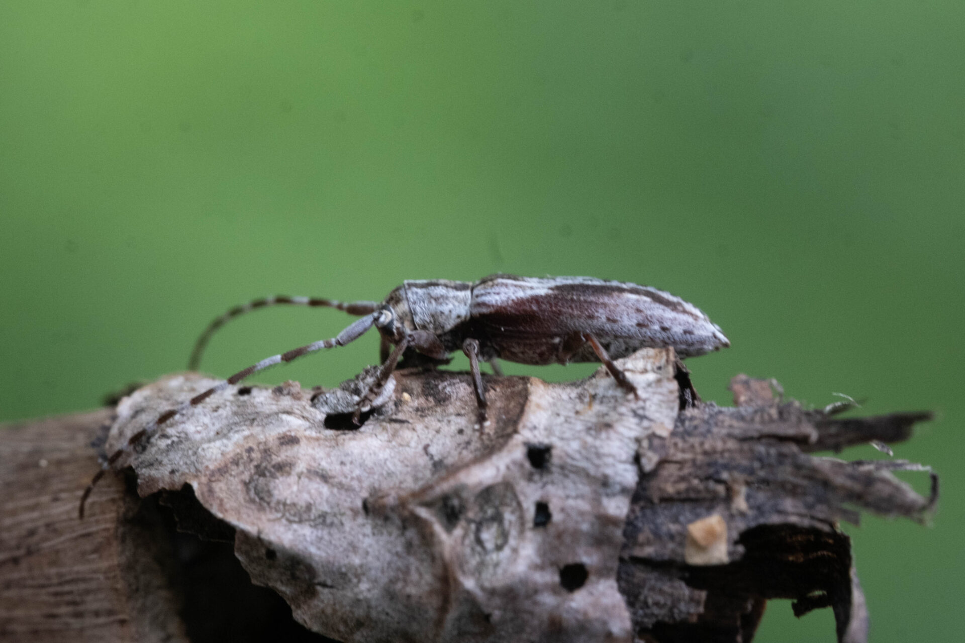 フォトギャラリー：ドイカミキリ - (6)