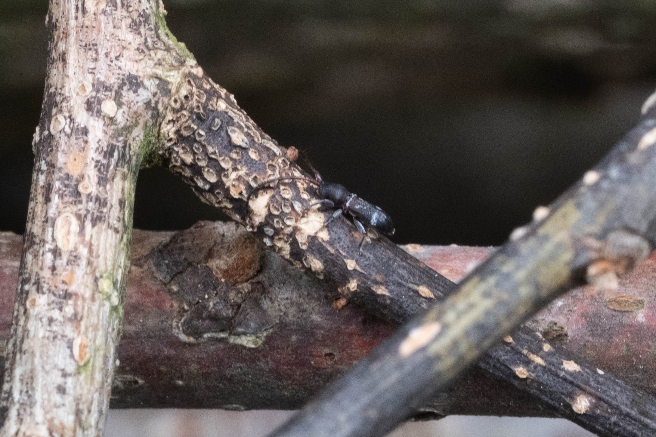 フォトギャラリー：ヒシカミキリ - (2)