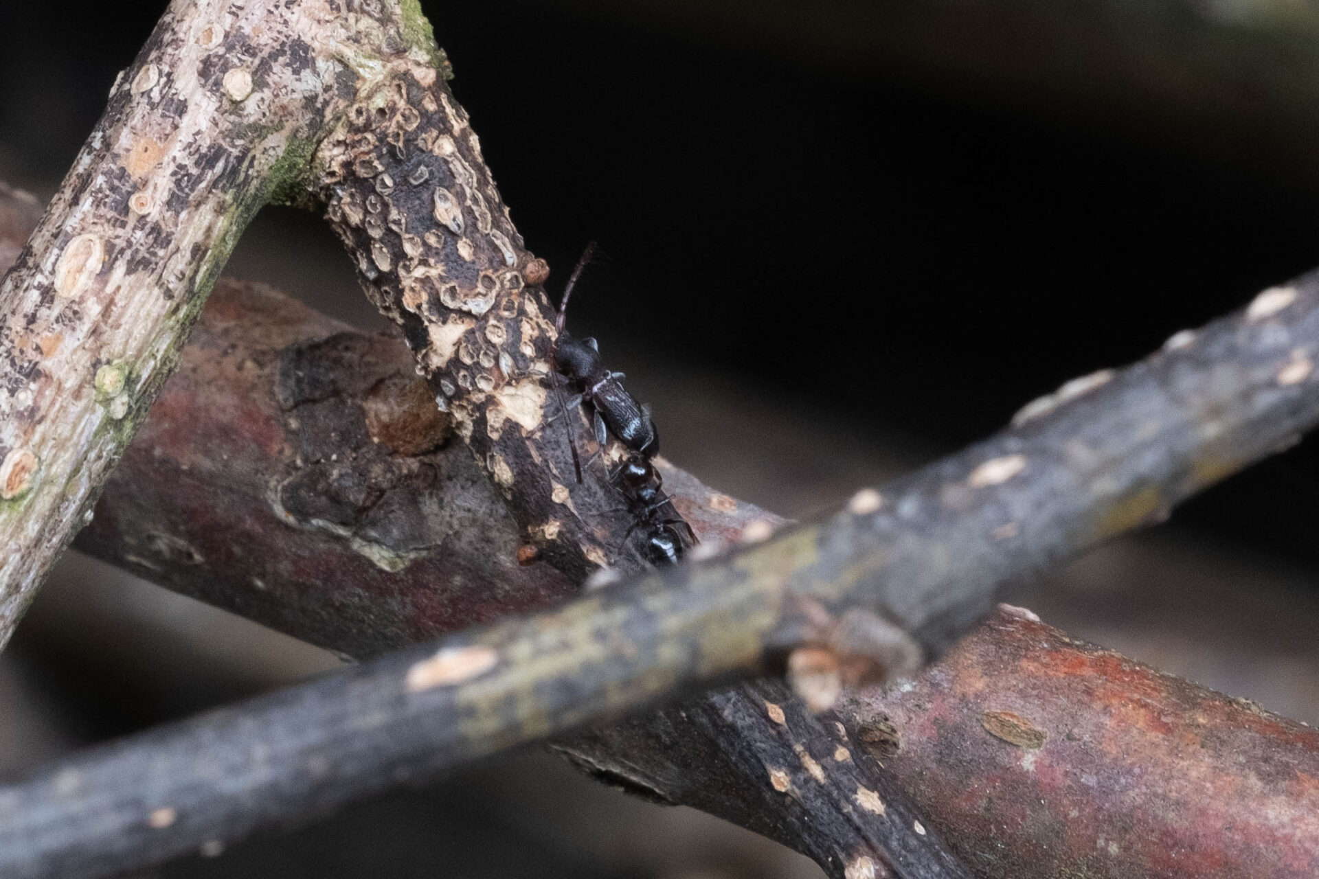 フォトギャラリー：ヒシカミキリ - (3)