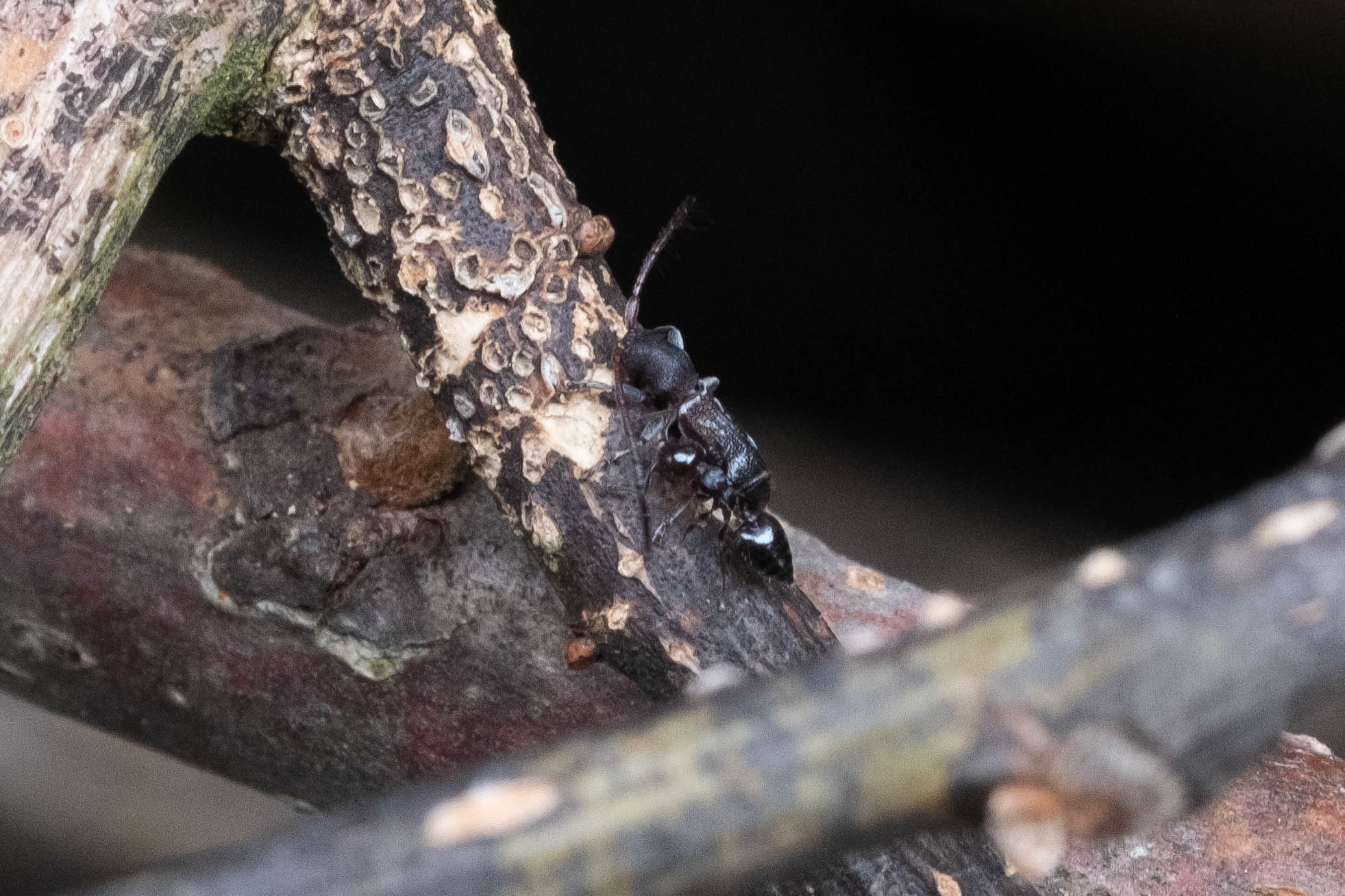 フォトギャラリー：ヒシカミキリ