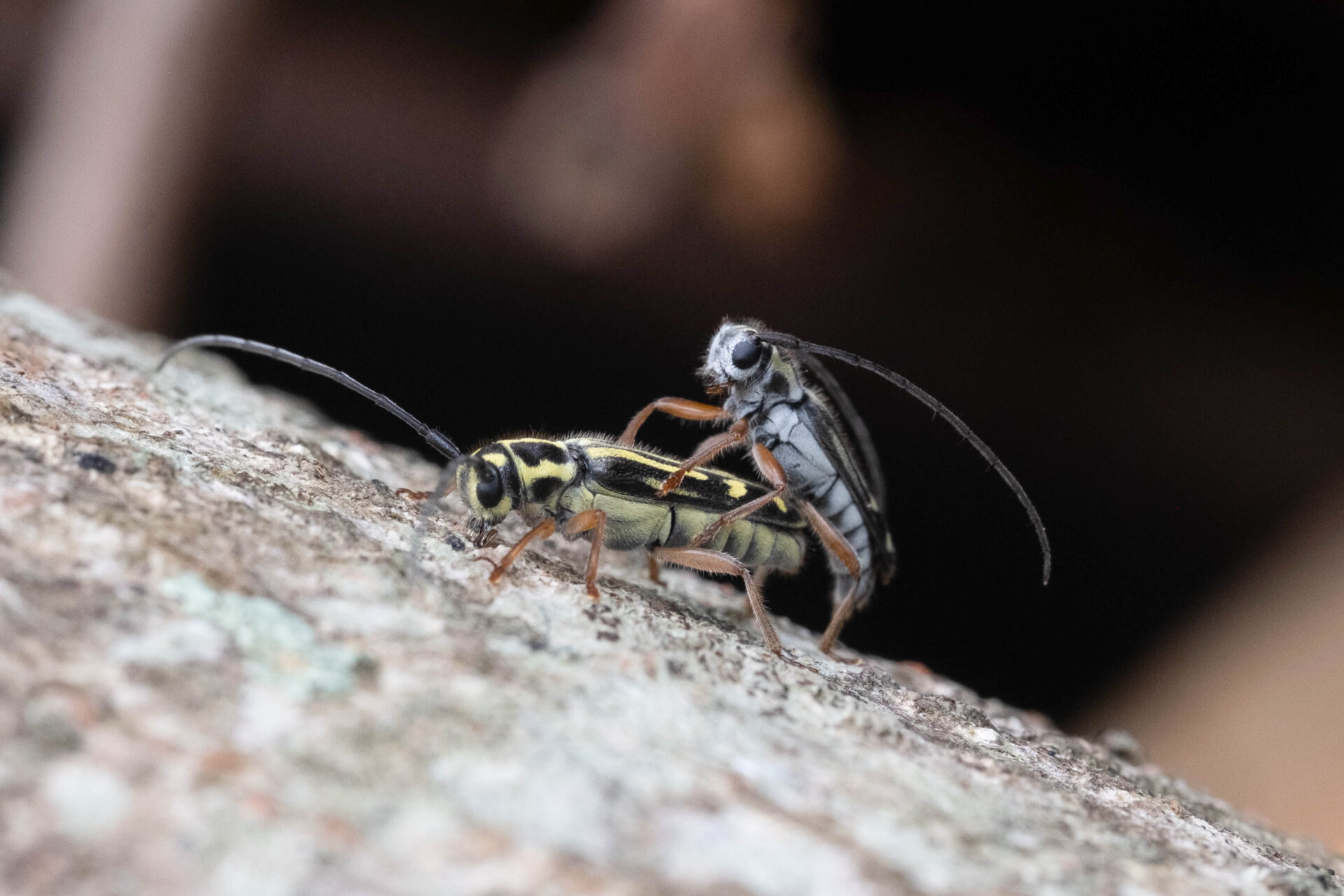 フォトギャラリー：ヨツキボシカミキリ