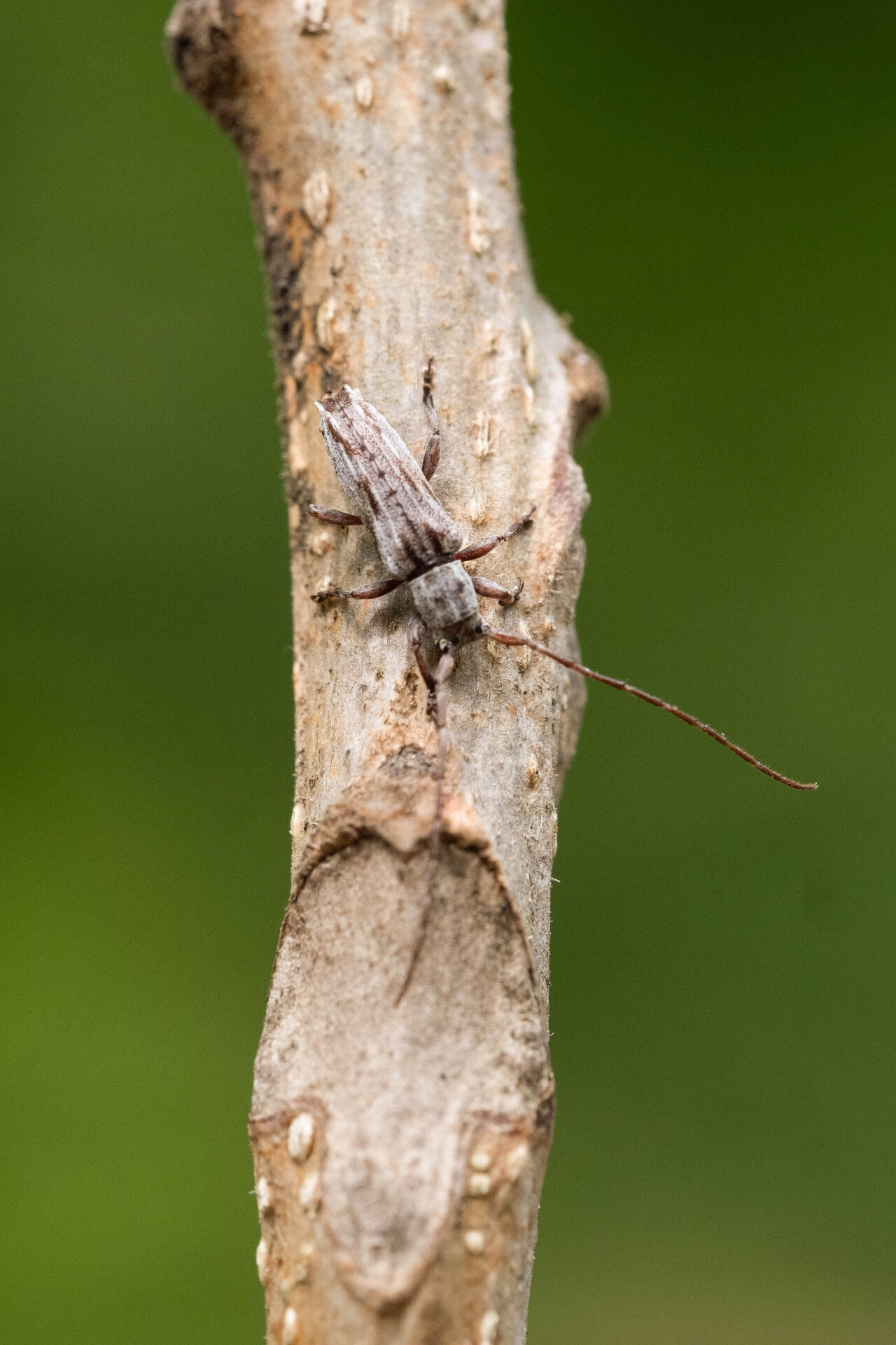 フォトギャラリー：ドイカミキリ - (7)