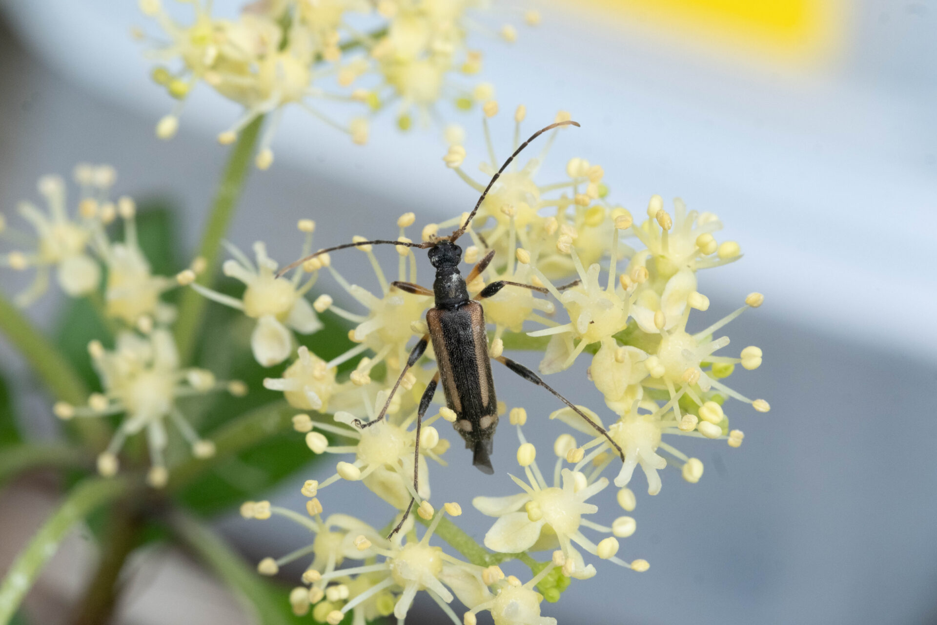 フォトギャラリー：ナガバヒメハナカミキリ