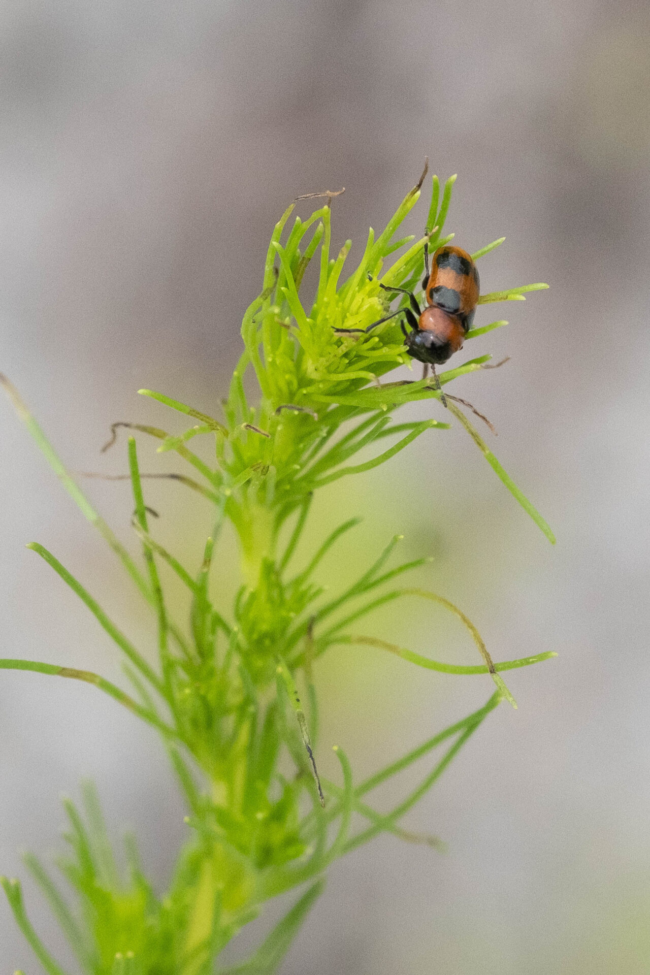 フォトギャラリー：ヨツボシアカツツハムシ - (2)