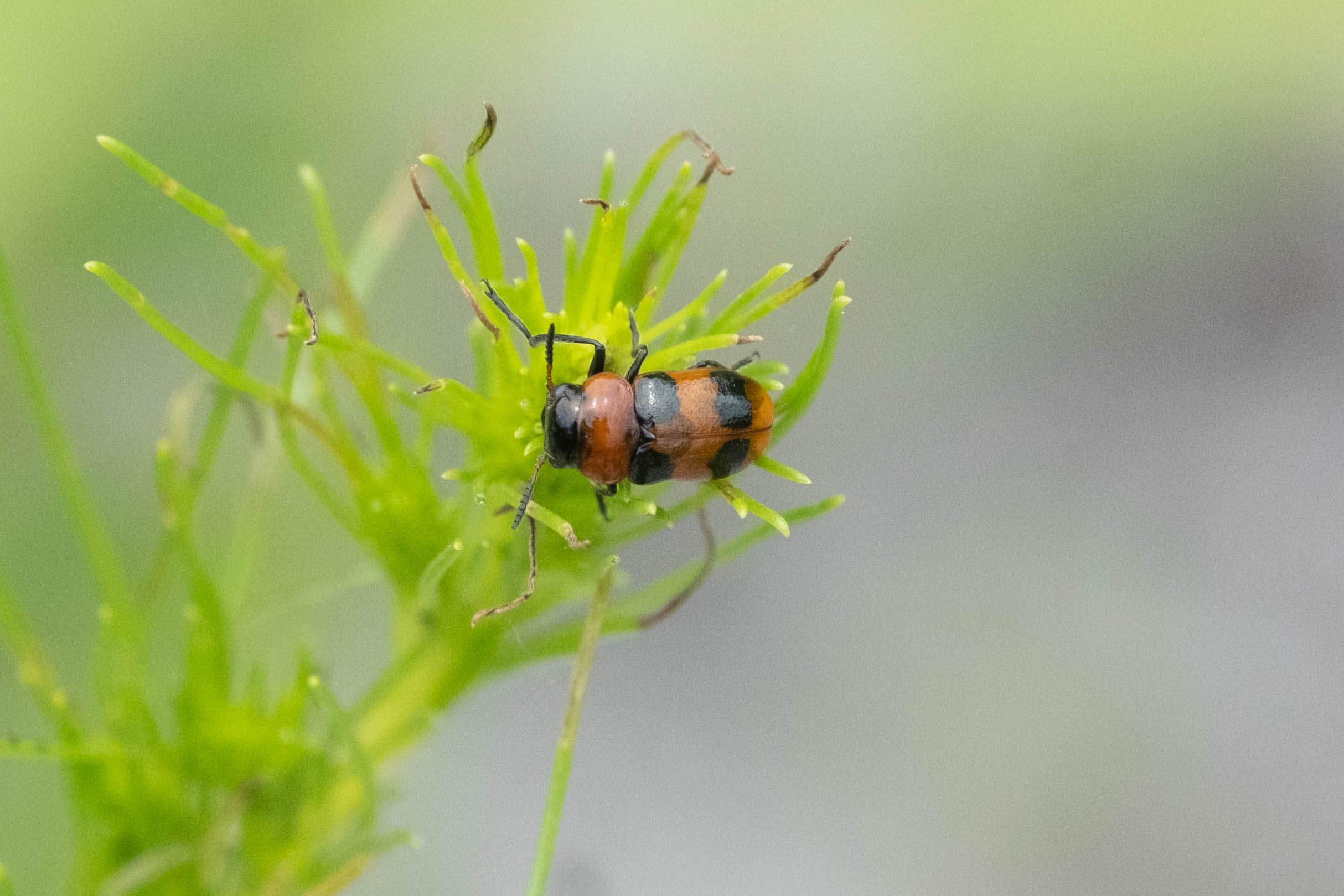 フォトギャラリー：ヨツボシアカツツハムシ