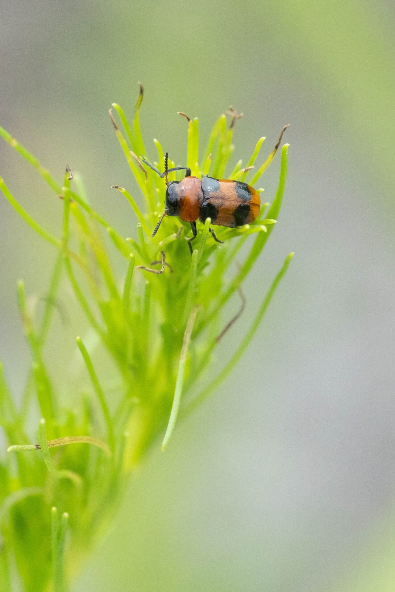 フォトギャラリー：ヨツボシアカツツハムシ - (3)