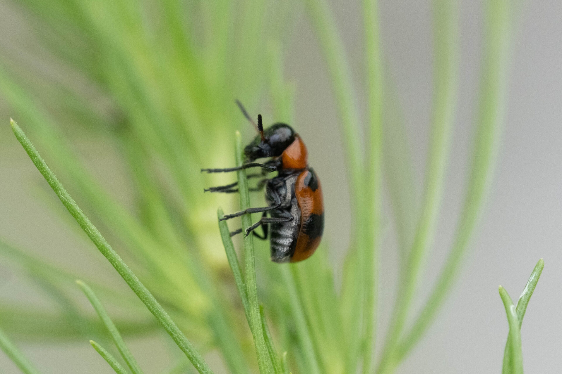 フォトギャラリー：ヨツボシアカツツハムシ - (5)