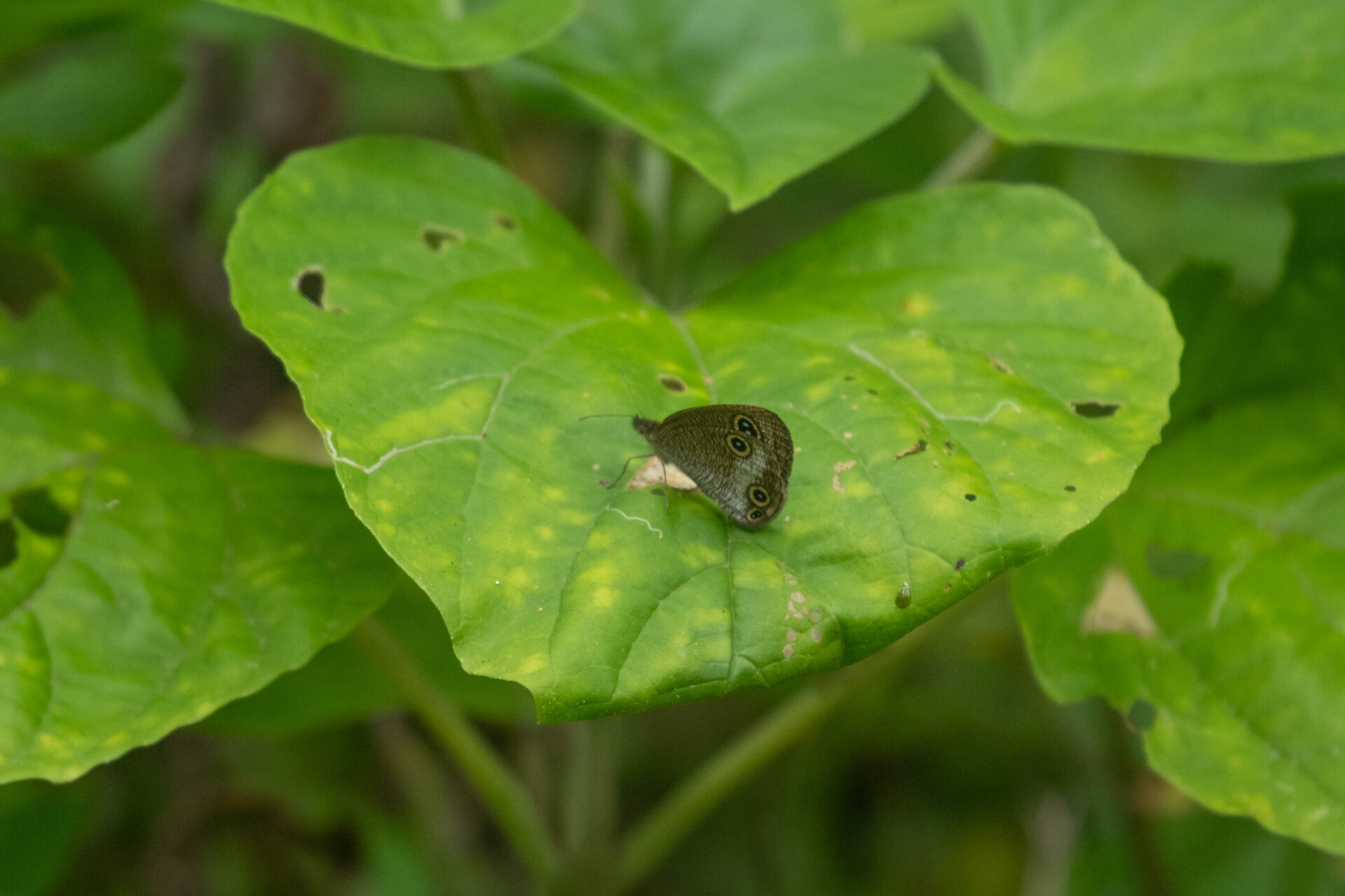 フォトギャラリー：ヤエヤマウラナミジャノメ - (4)