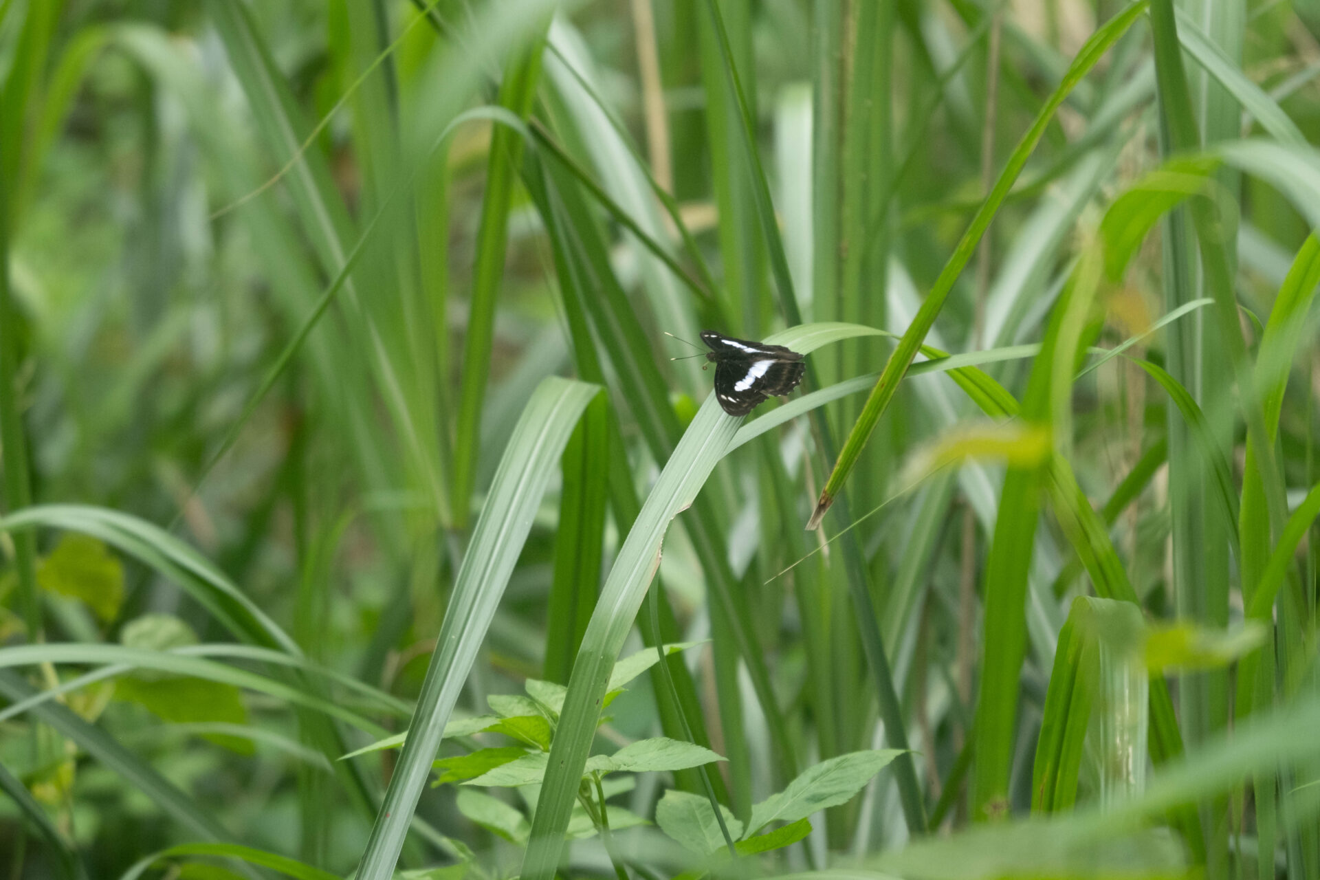 フォトギャラリー：ヤエヤマイチモンジ