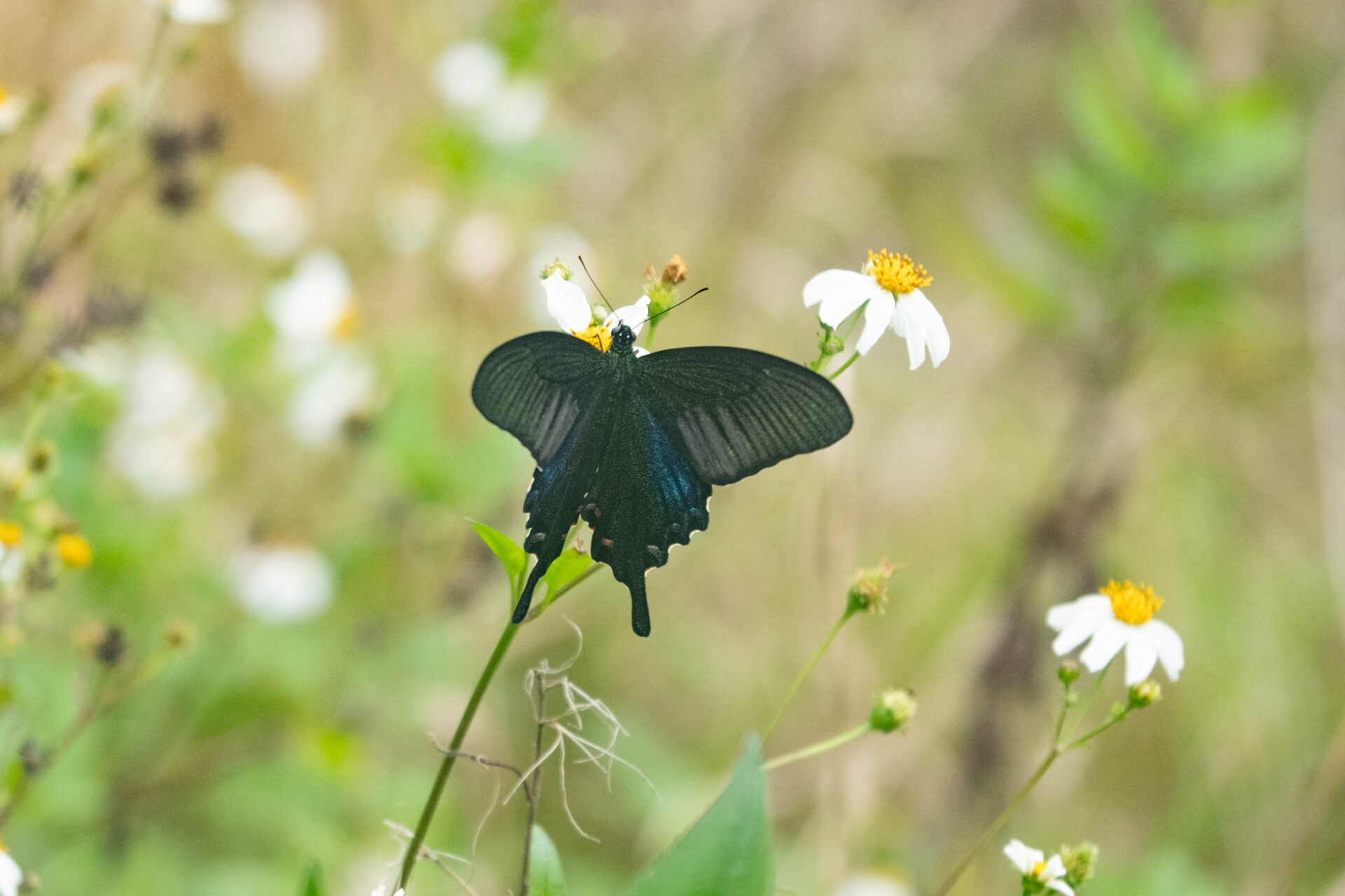 フォトギャラリー：ヤエヤマカラスアゲハ - (5)