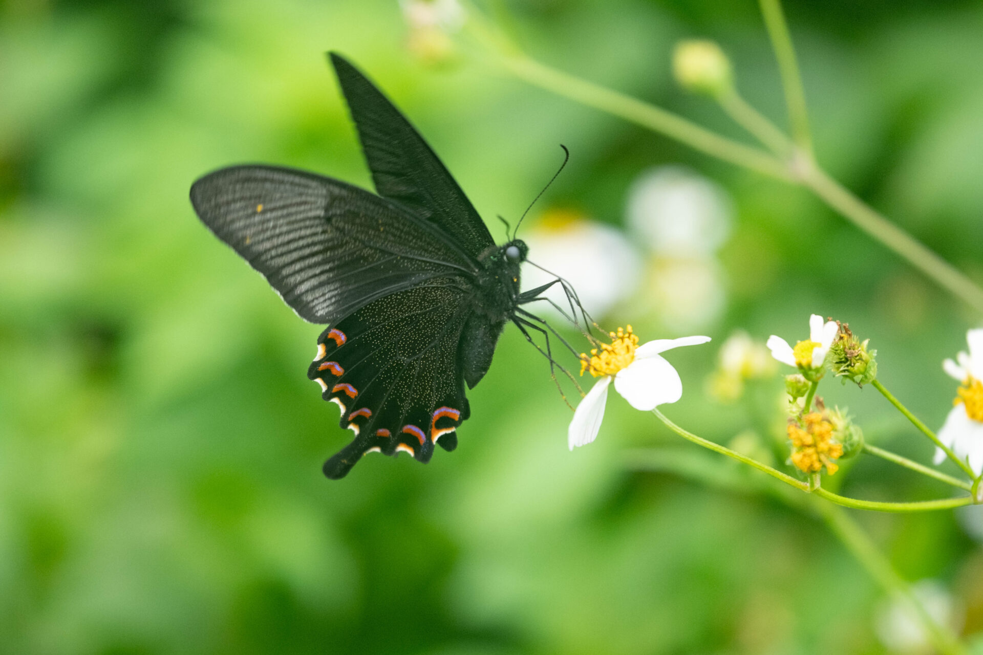 フォトギャラリー：ヤエヤマカラスアゲハ - (15)