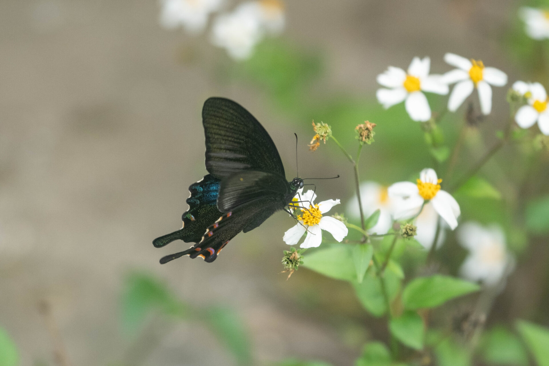 フォトギャラリー：ヤエヤマカラスアゲハ - (4)