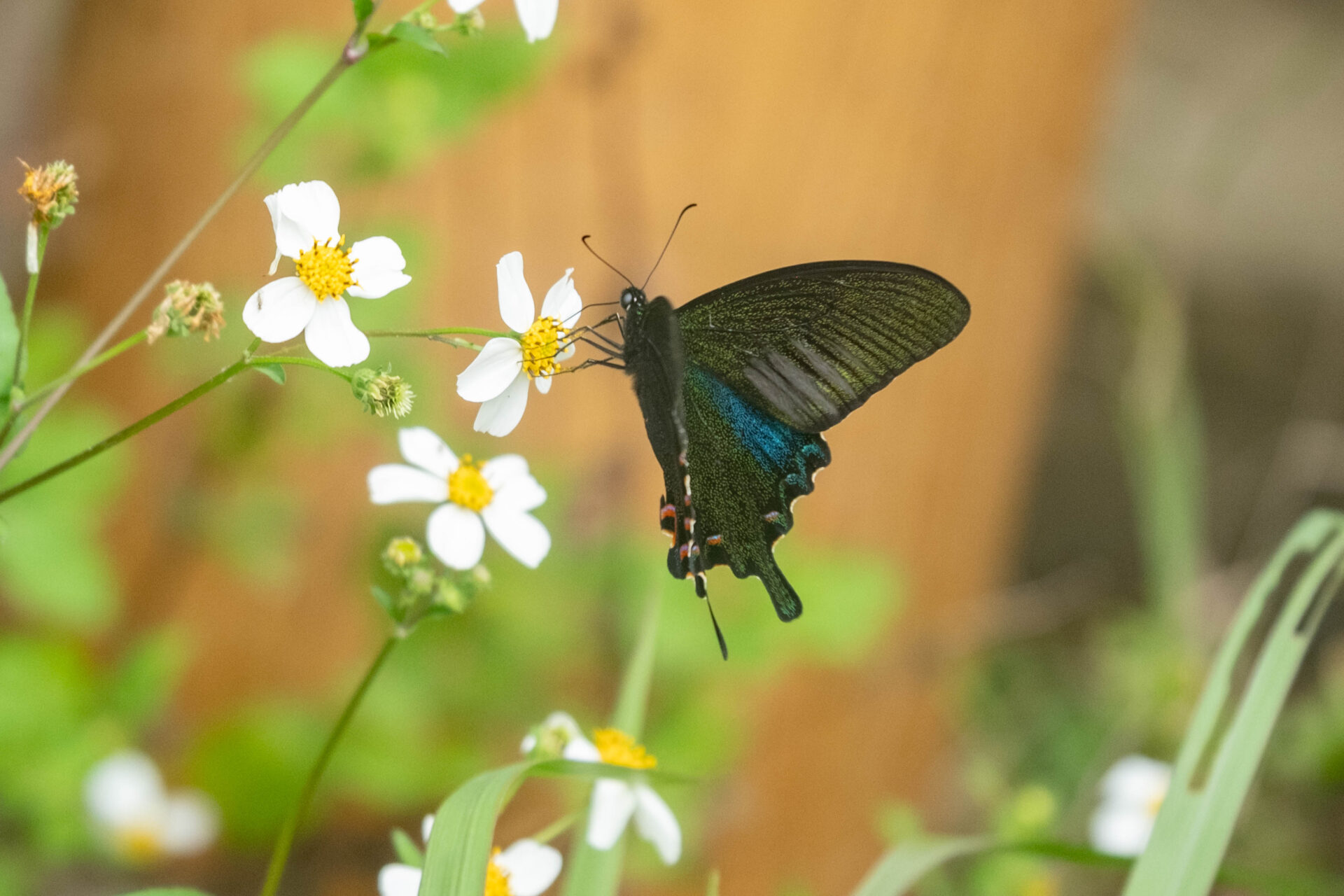 フォトギャラリー：ヤエヤマカラスアゲハ - (3)
