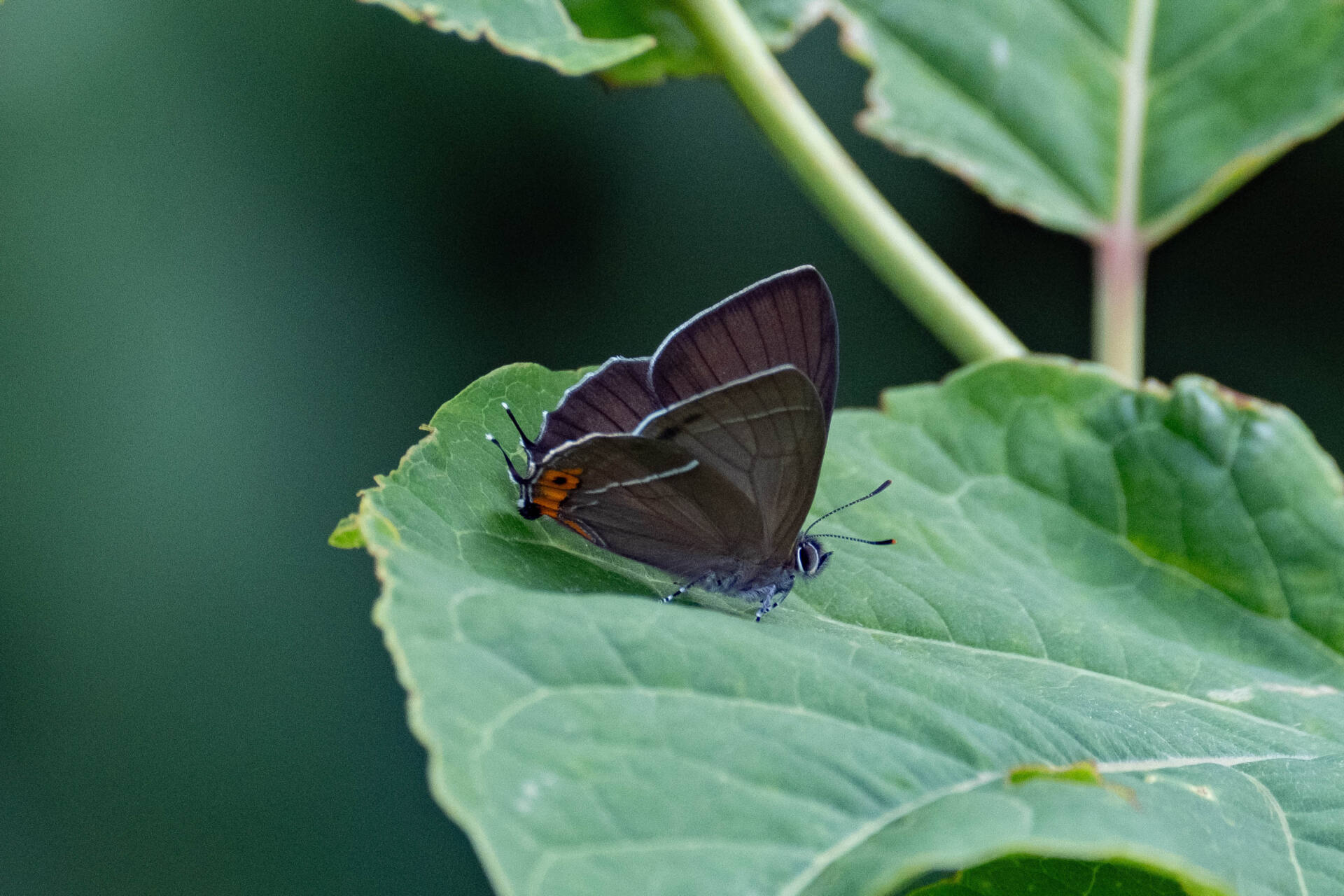 フォトギャラリー：北限のクロミドリシジミ Northernmost Copper Hairstreak - (7)