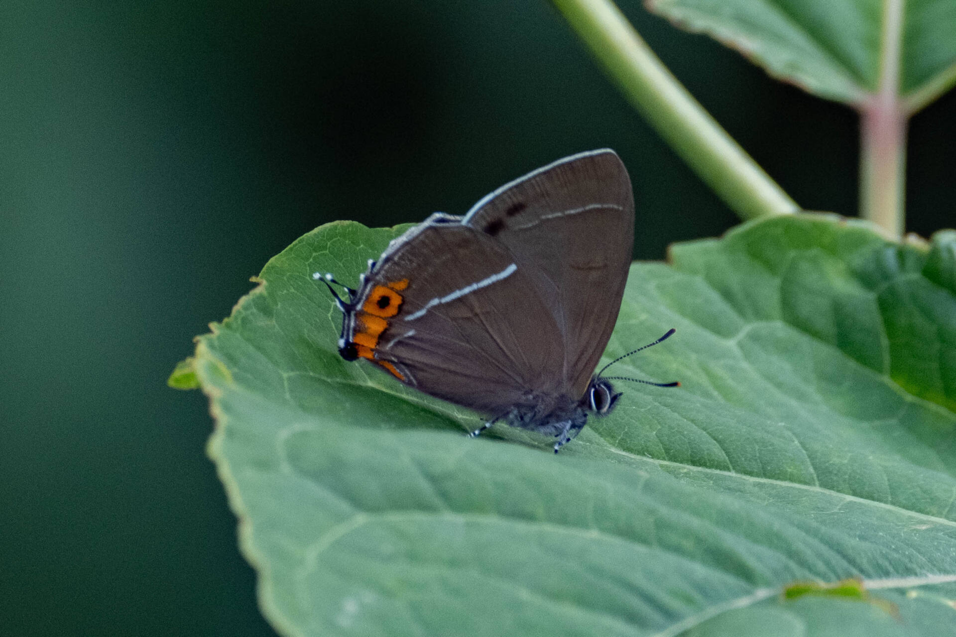 フォトギャラリー：北限のクロミドリシジミ Northernmost Copper Hairstreak - (4)