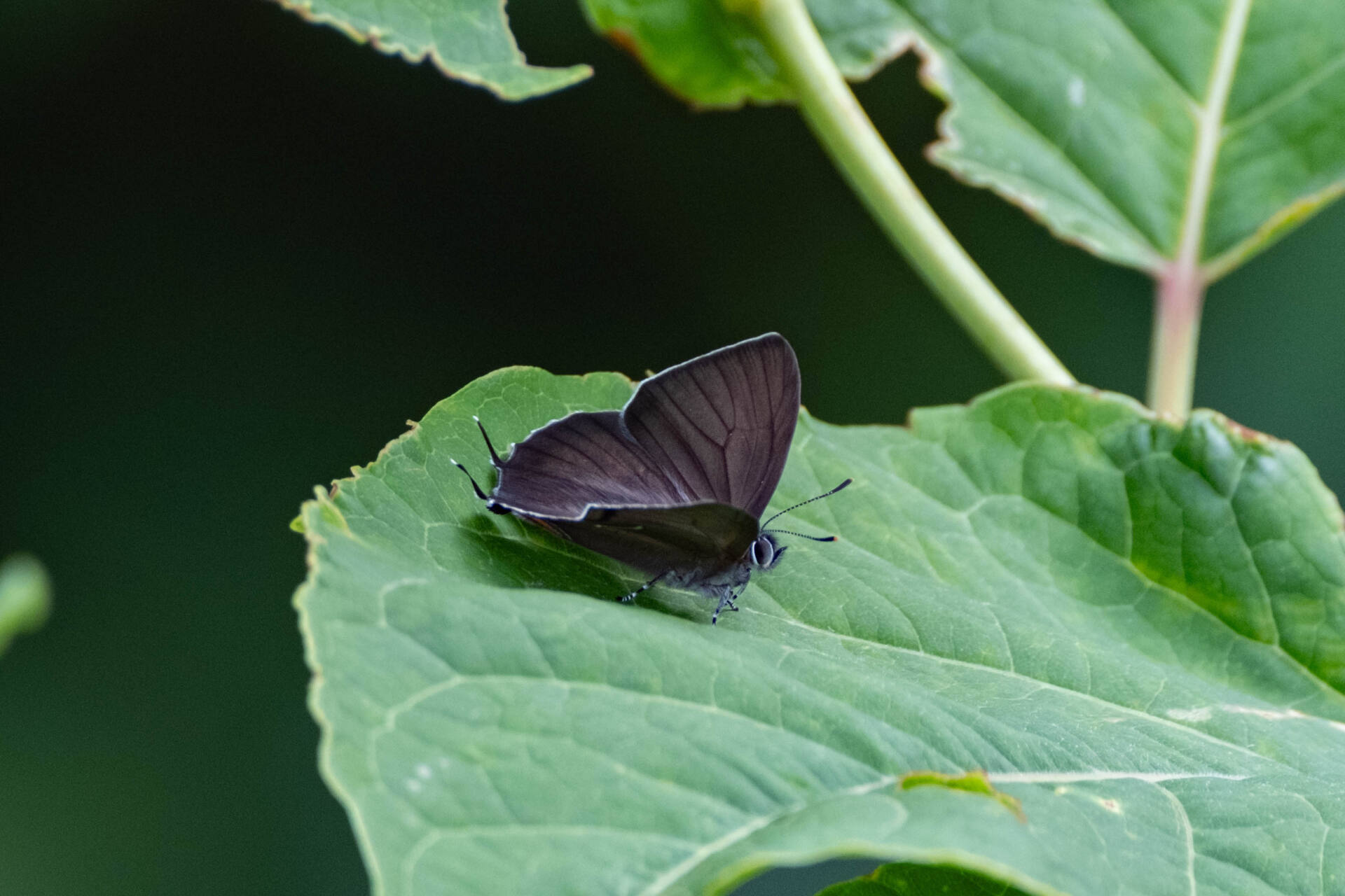 フォトギャラリー：北限のクロミドリシジミ Northernmost Copper Hairstreak - (6)