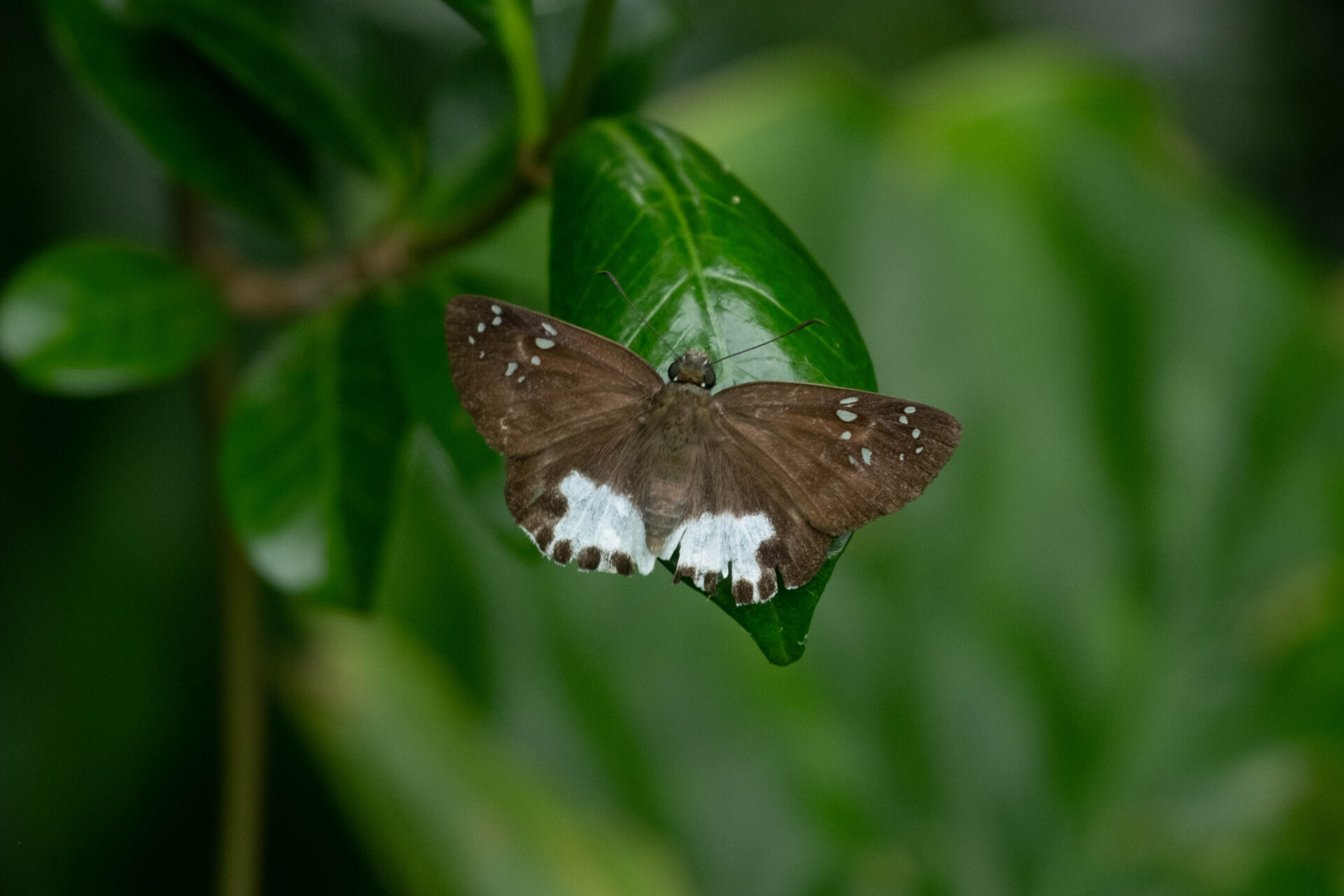 フォトギャラリー：コウトウシロシタセセリ