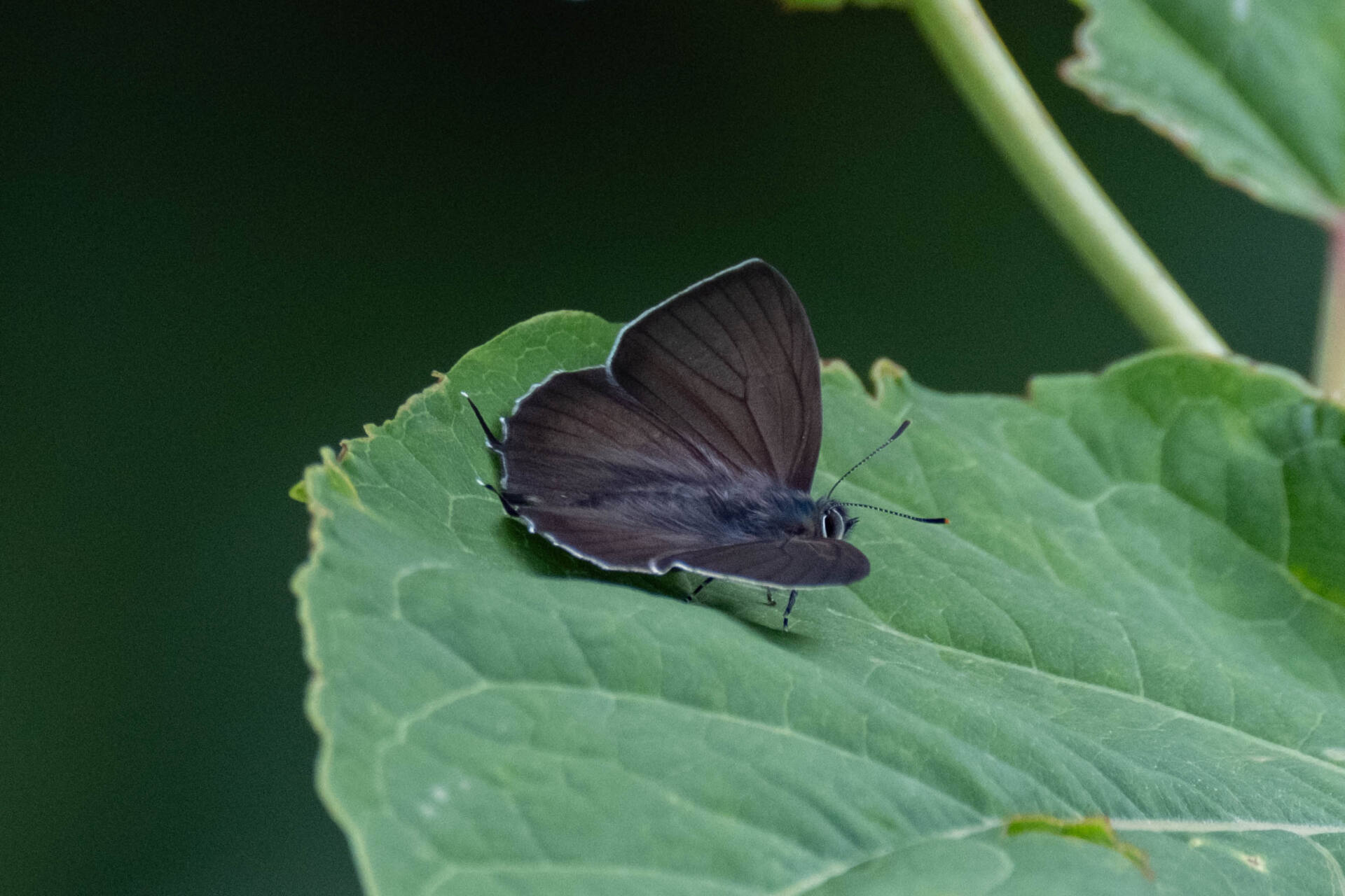 フォトギャラリー：北限のクロミドリシジミ Northernmost Copper Hairstreak