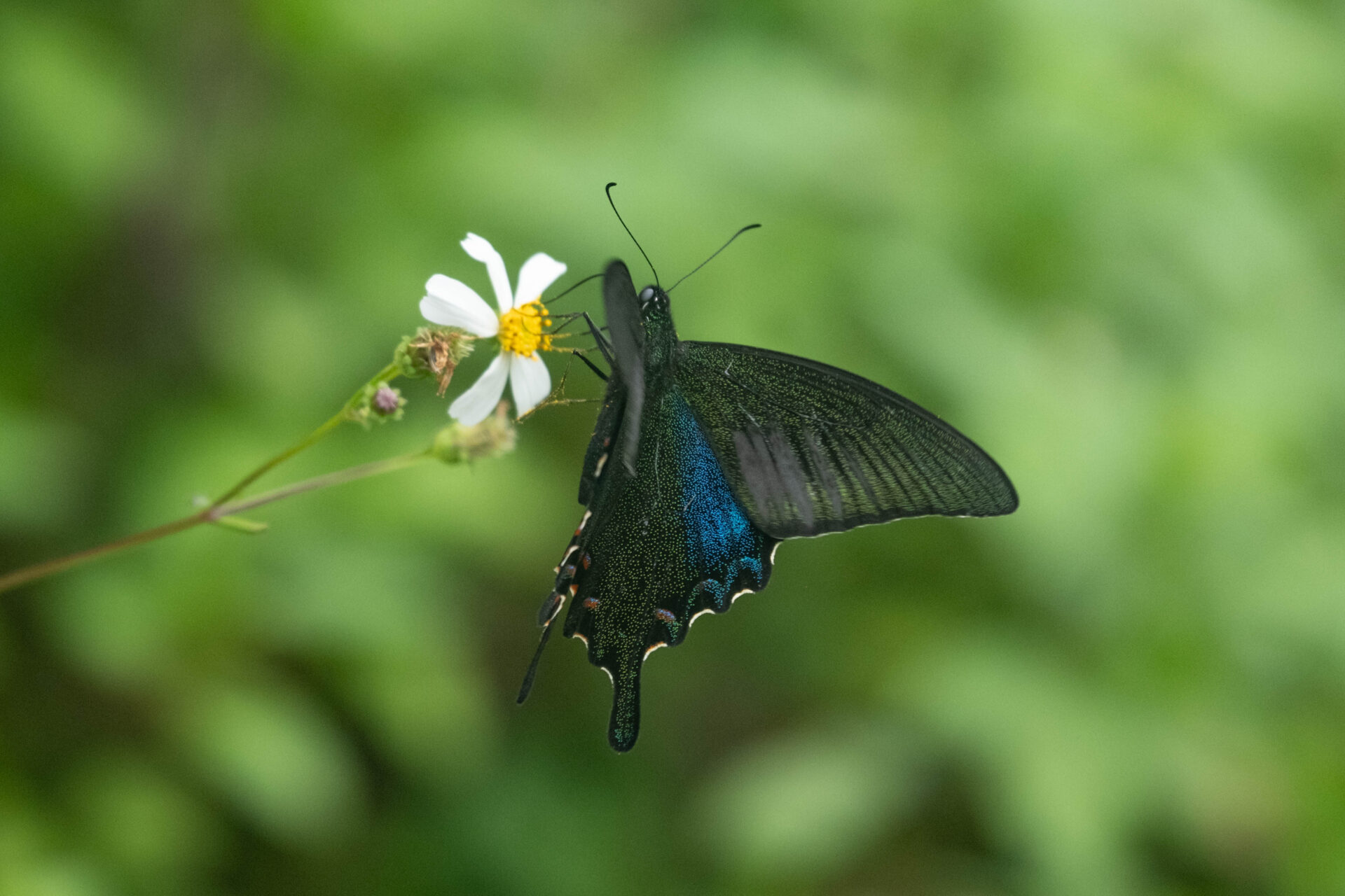 フォトギャラリー：ヤエヤマカラスアゲハ - (16)
