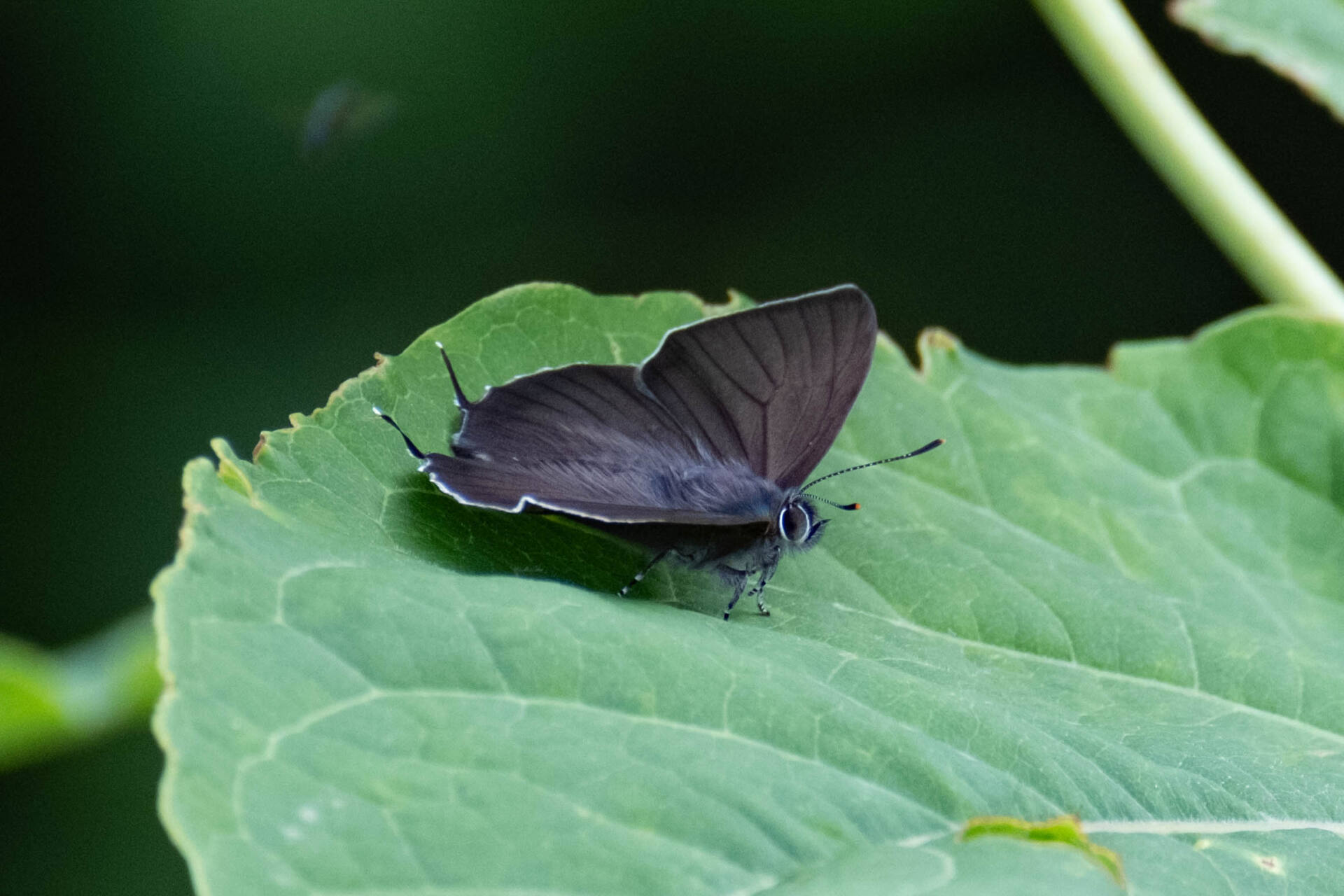 フォトギャラリー：北限のクロミドリシジミ Northernmost Copper Hairstreak - (5)