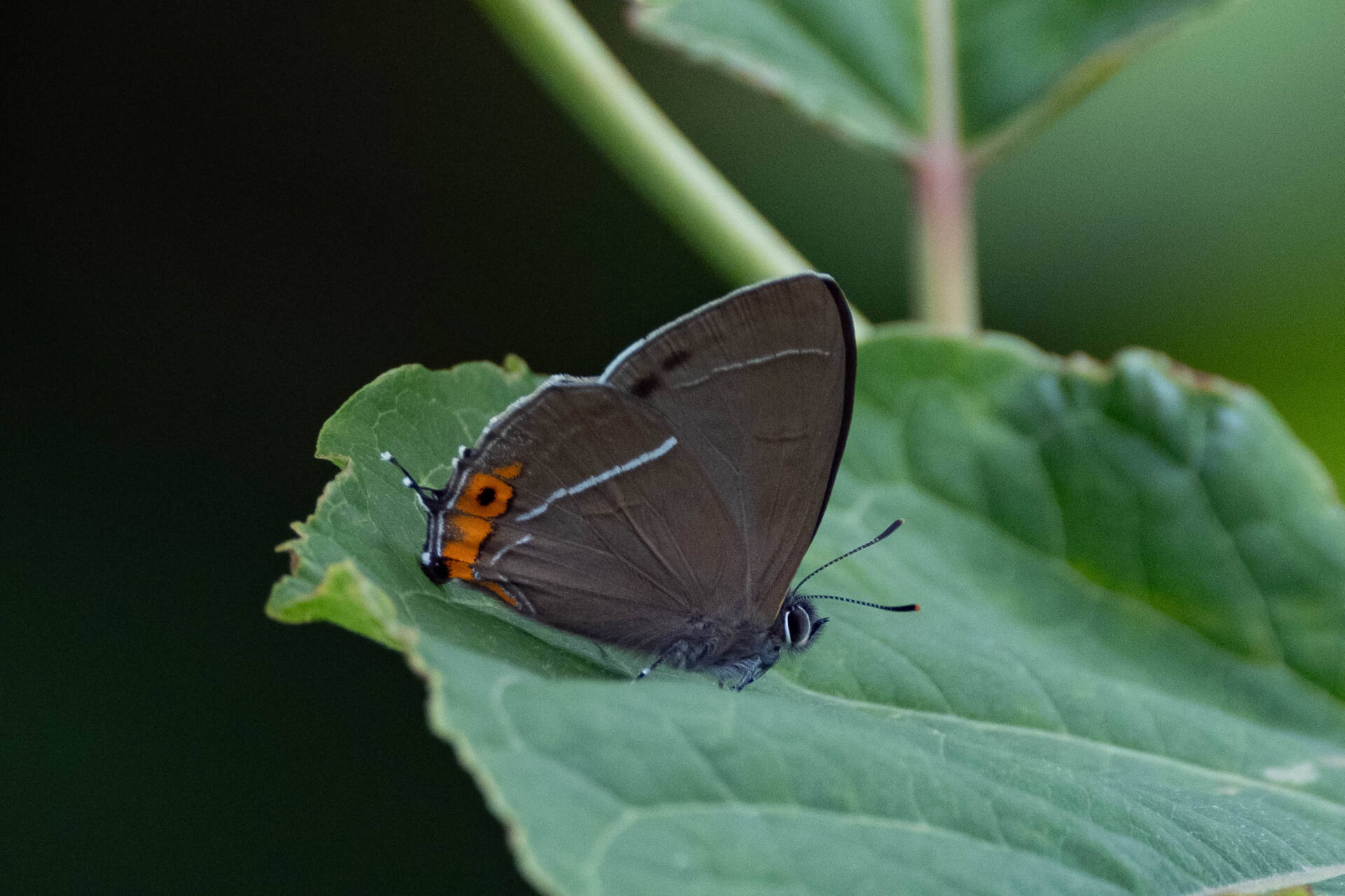 フォトギャラリー：北限のクロミドリシジミ Northernmost Copper Hairstreak - (3)