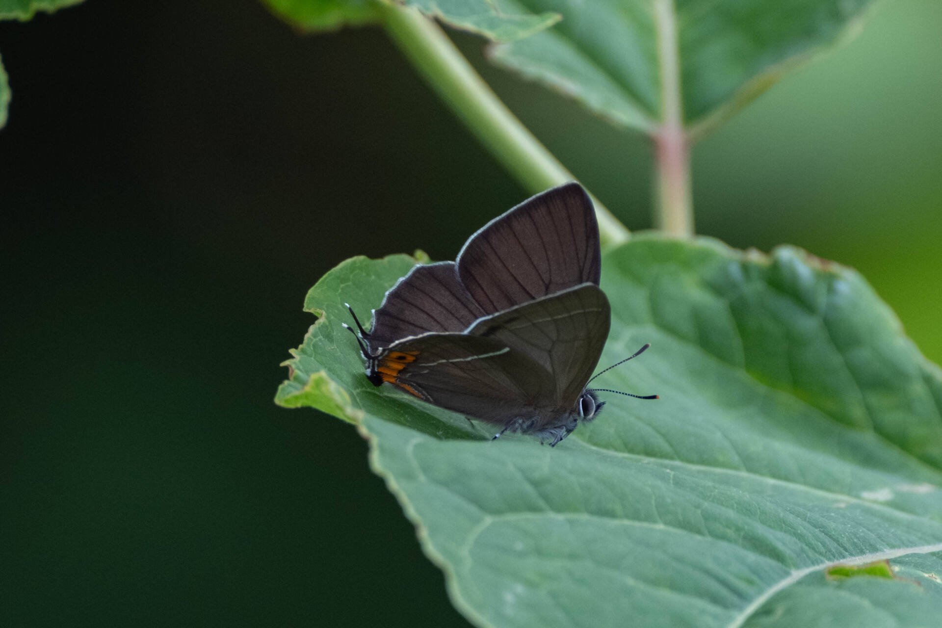 フォトギャラリー：北限のクロミドリシジミ Northernmost Copper Hairstreak - (2)