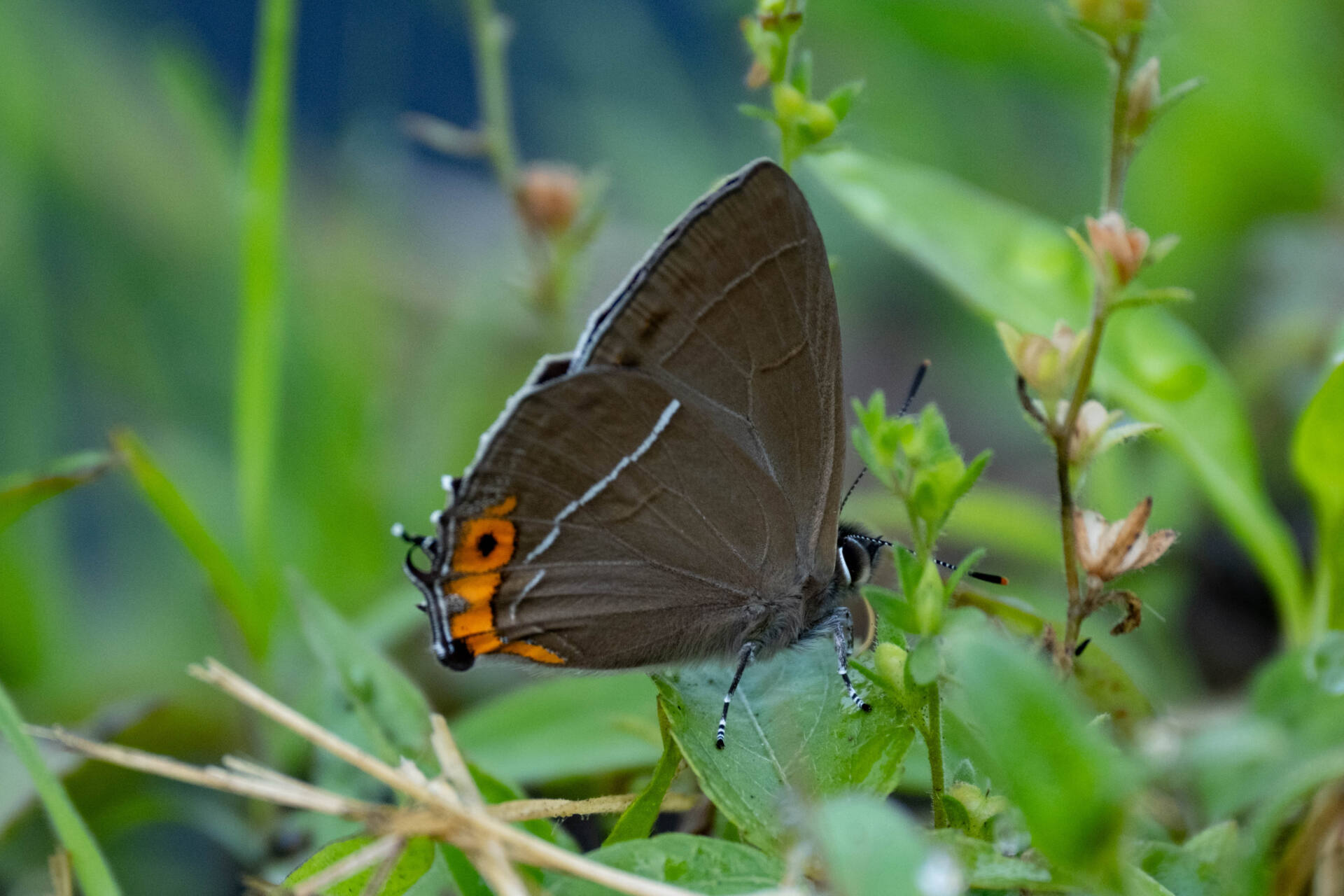 フォトギャラリー：北限のクロミドリシジミ Northernmost Copper Hairstreak - (8)