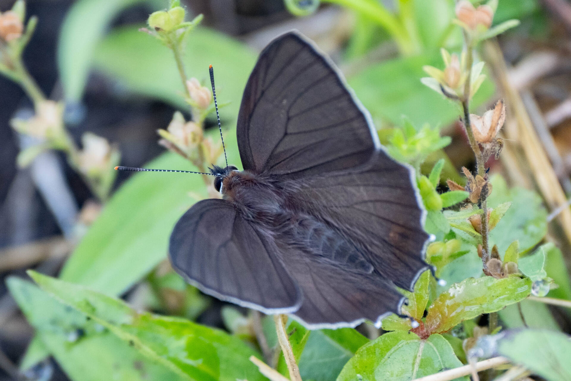 フォトギャラリー：北限のクロミドリシジミ Northernmost Copper Hairstreak - (9)