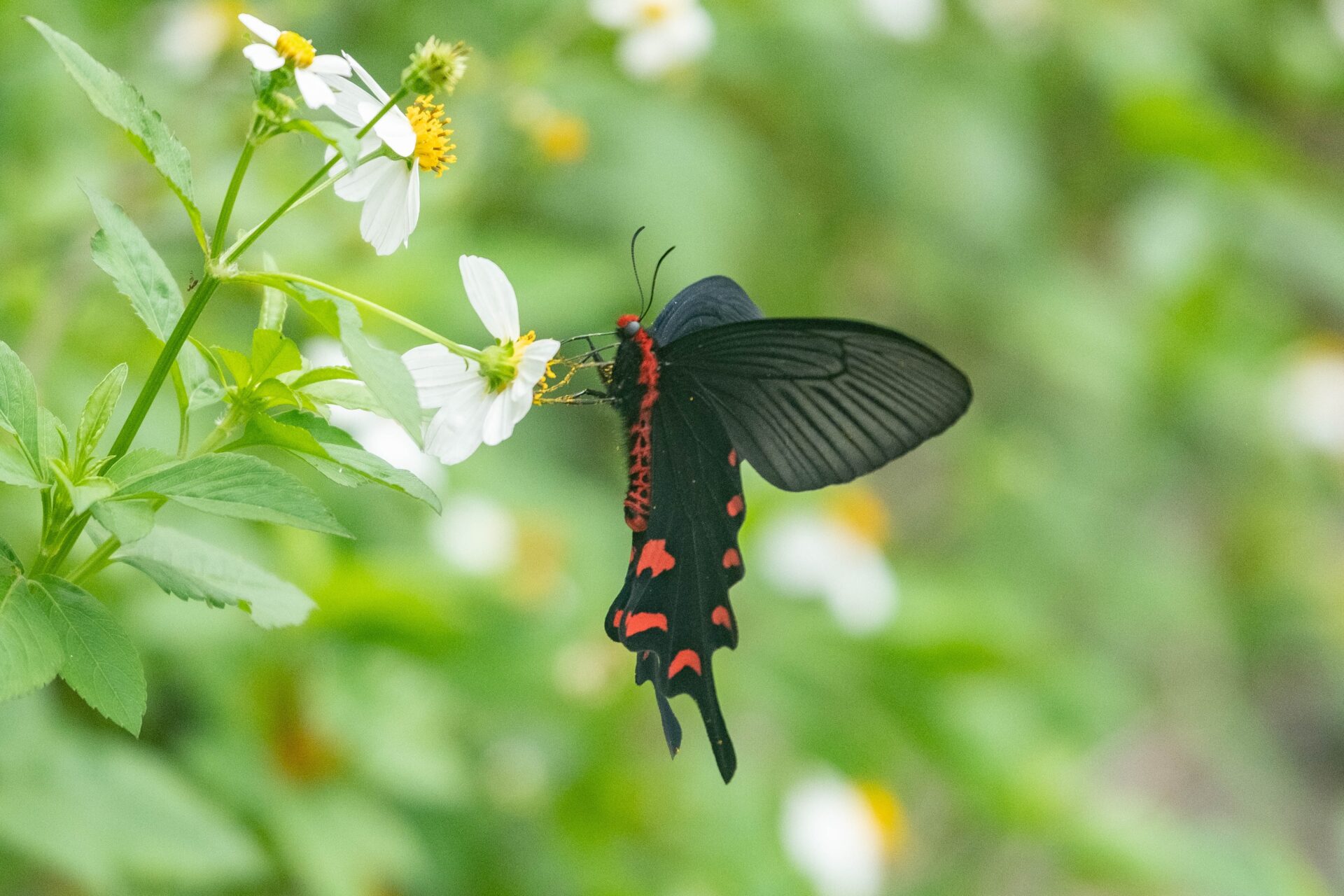 フォトギャラリー：ジャコウアゲハ（八重山亜種） - (2)