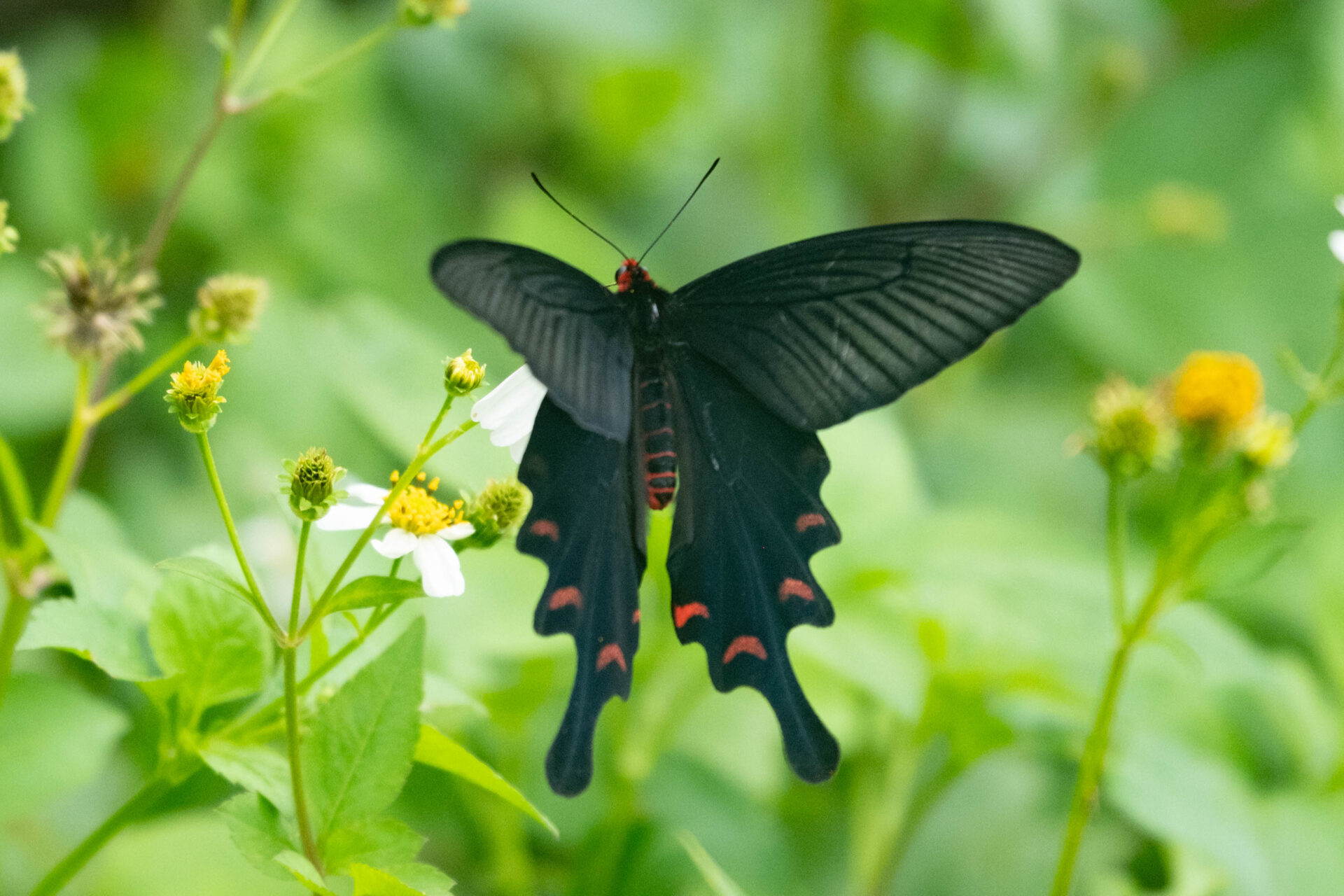 フォトギャラリー：ジャコウアゲハ（八重山亜種）
