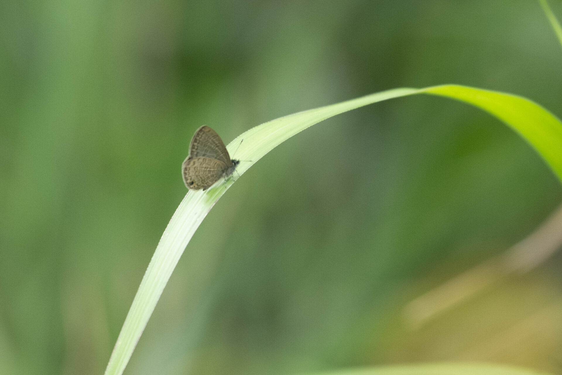フォトギャラリー：アマミウラナミシジミ