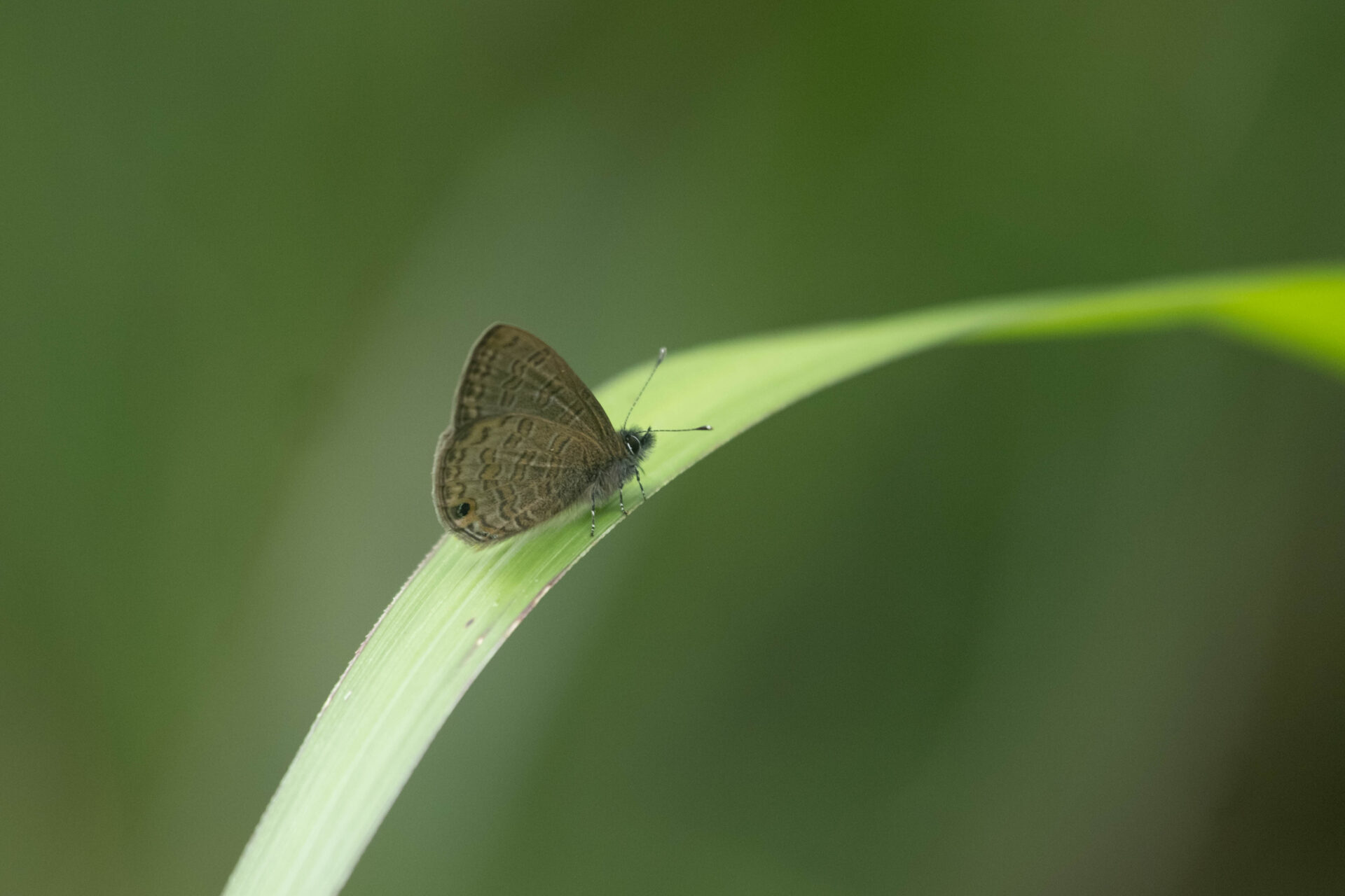 アマミウラナミシジミページ背景画像