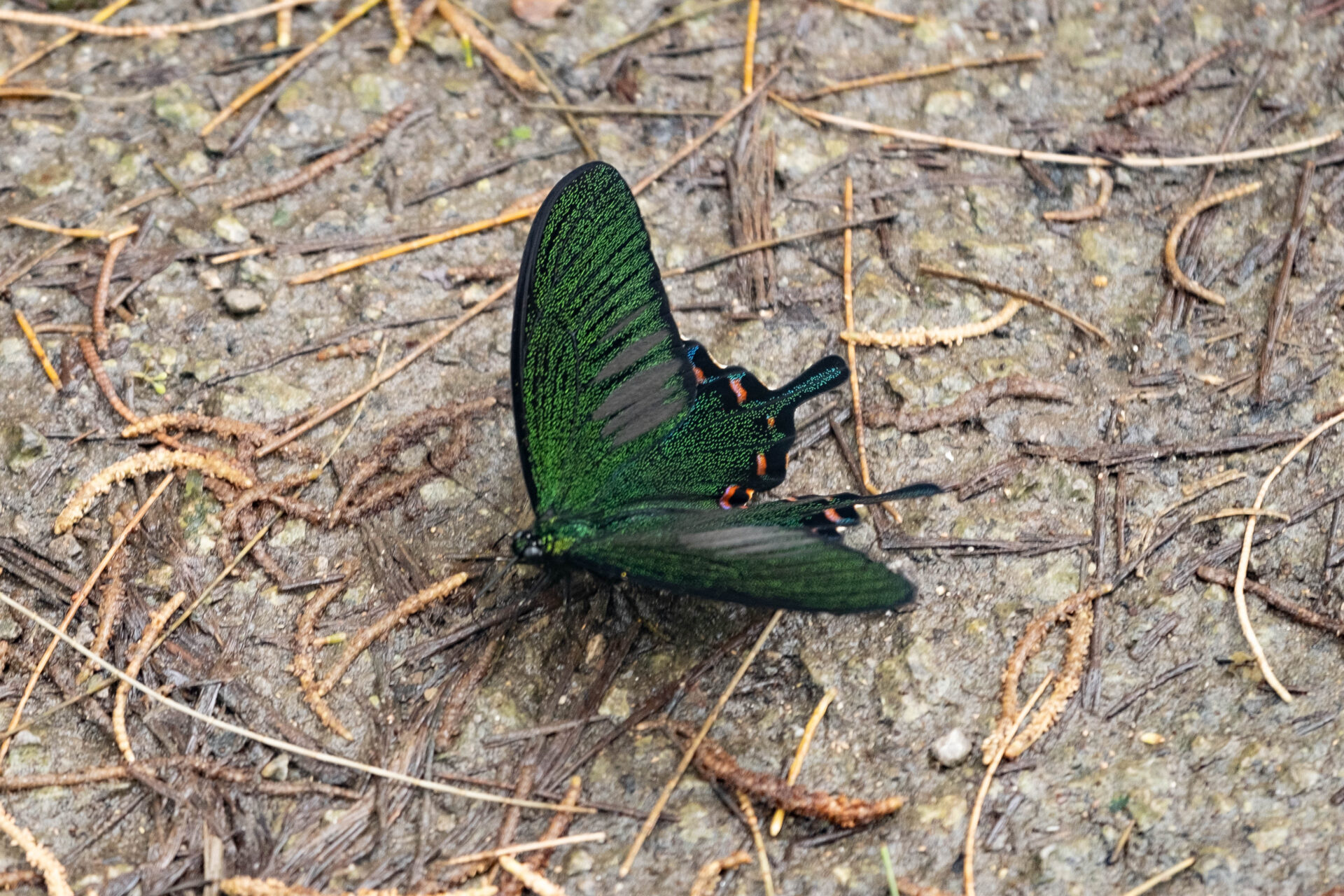 フォトギャラリー：ヤエヤマカラスアゲハ - (17)