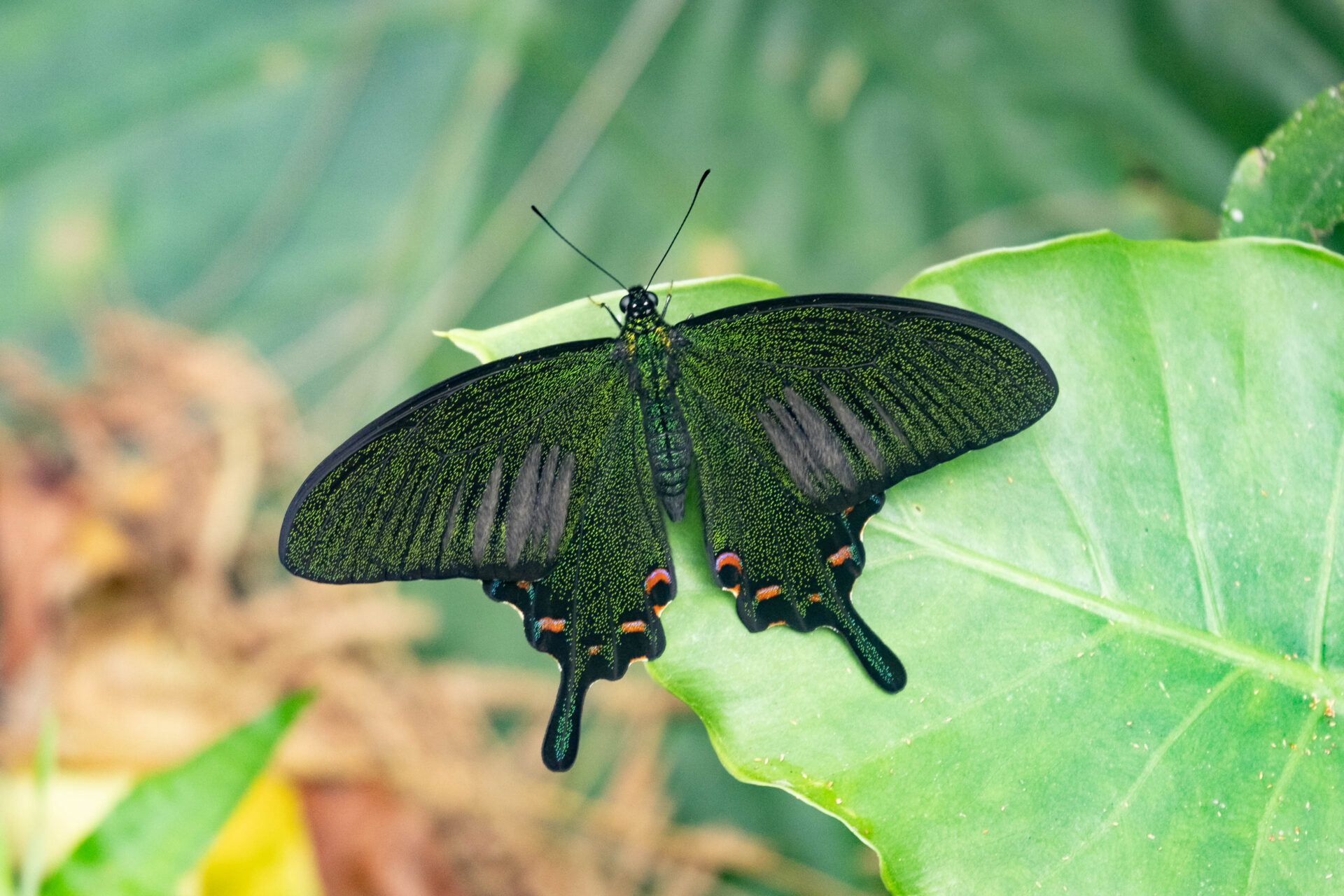 フォトギャラリー：ヤエヤマカラスアゲハ