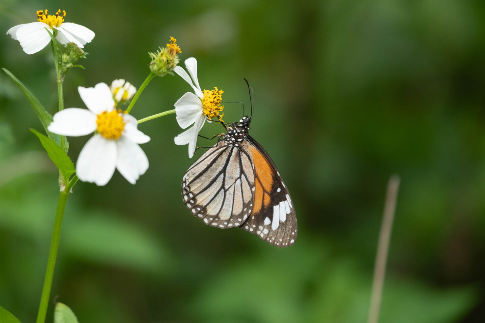 フォトギャラリー：スジグロカバマダラ