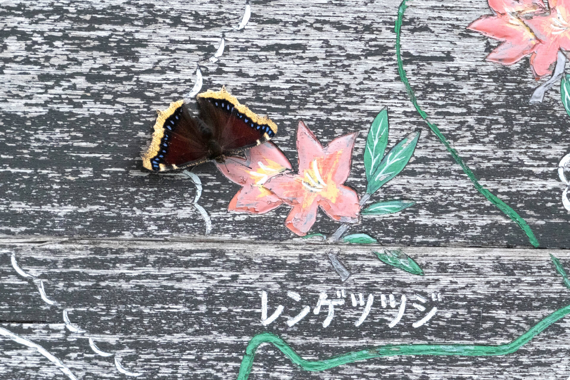 フォトギャラリー：キベリタテハ - (2)