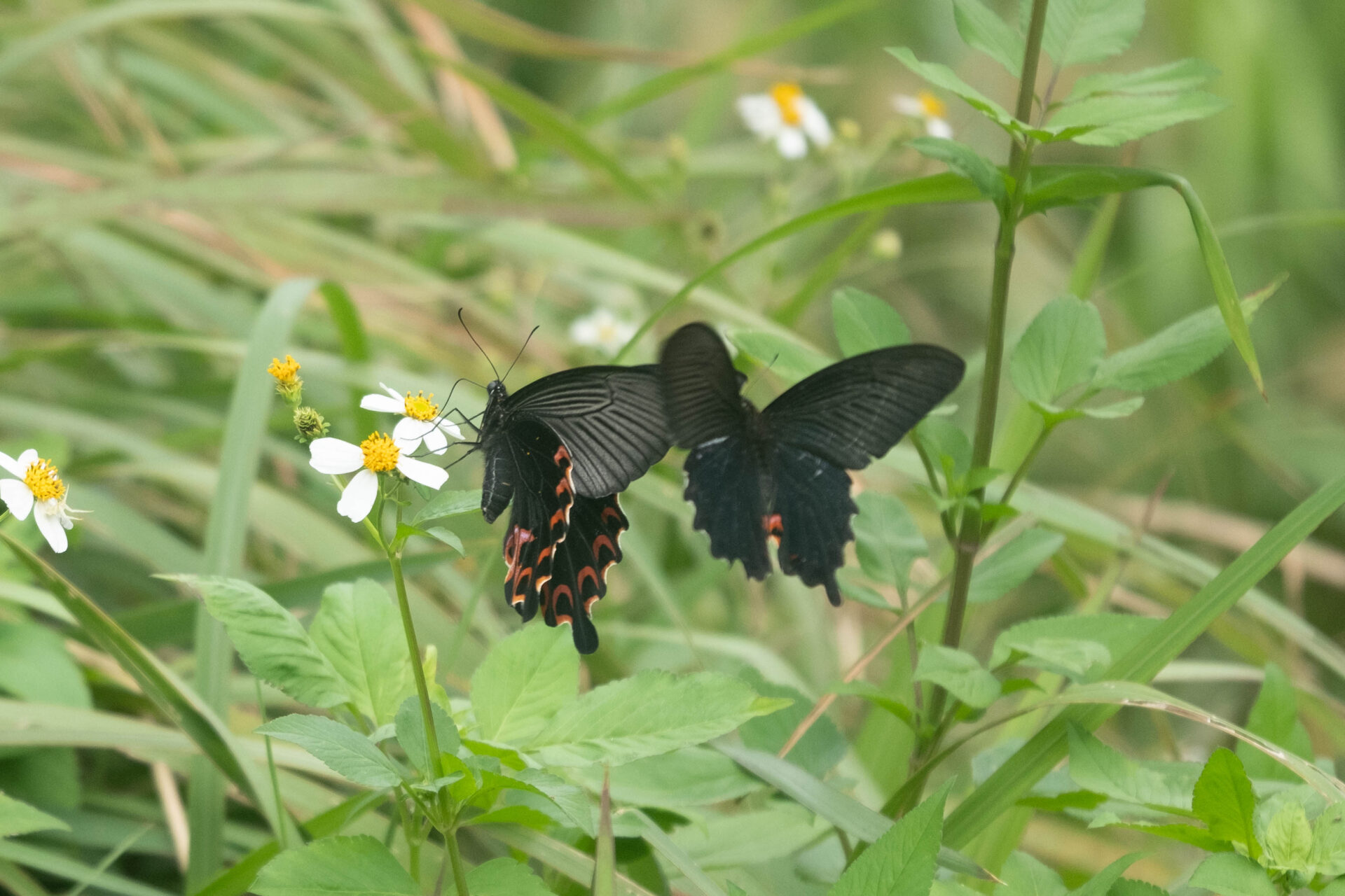 フォトギャラリー：クロアゲハ（八重山亜種）