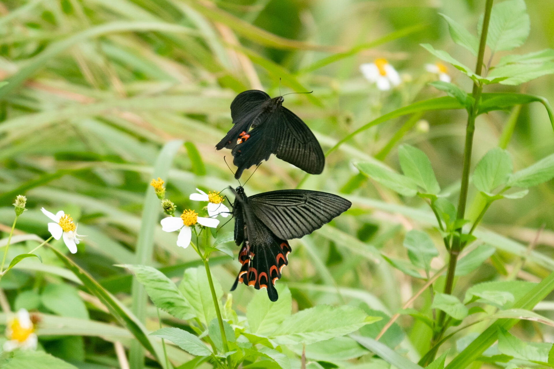 フォトギャラリー：クロアゲハ（八重山亜種） - (2)
