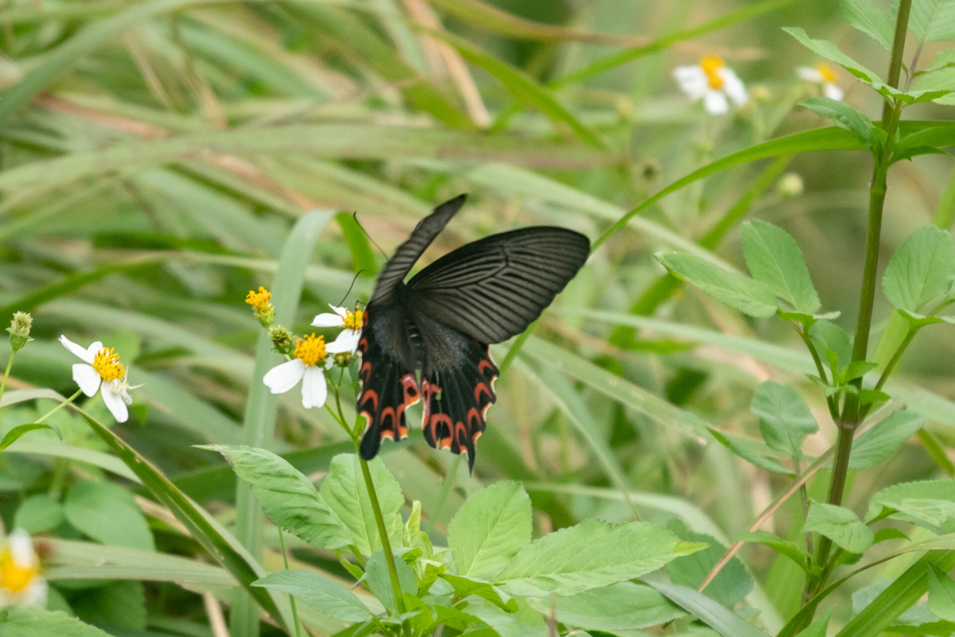 フォトギャラリー：クロアゲハ（八重山亜種） - (3)