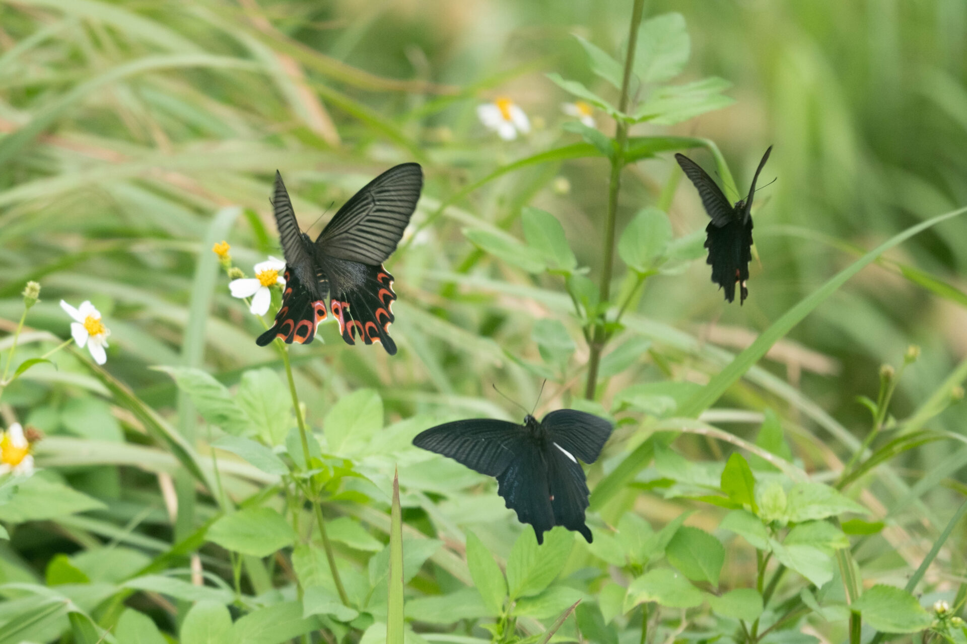 フォトギャラリー：クロアゲハ（八重山亜種） - (4)