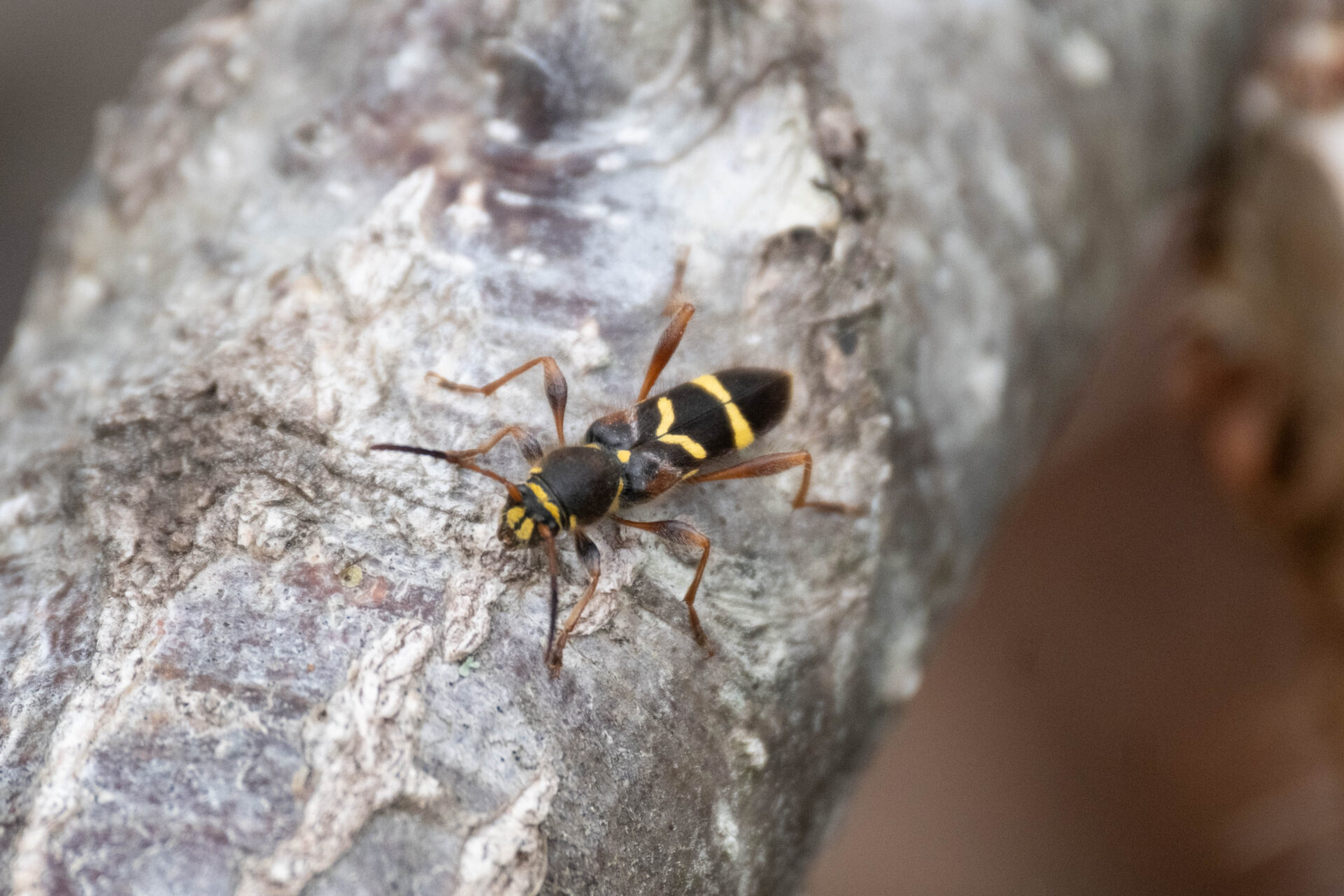 フォトギャラリー：キスジトラカミキリ - (3)