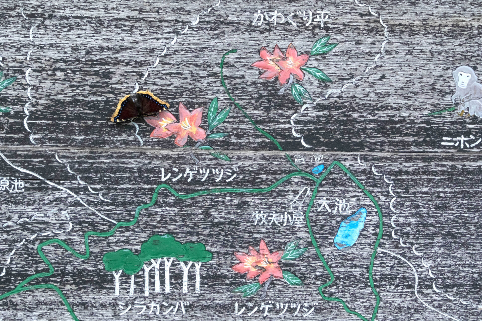 フォトギャラリー：キベリタテハ