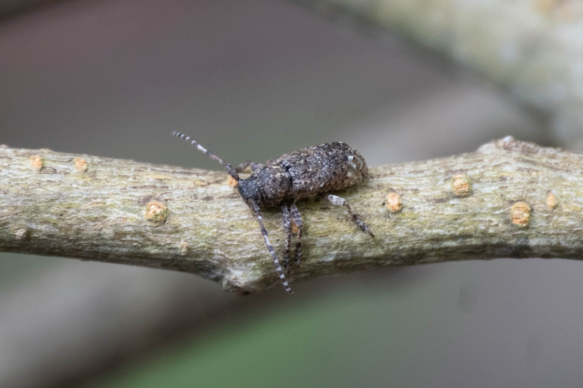 フォトギャラリー：アトモンサビカミキリ