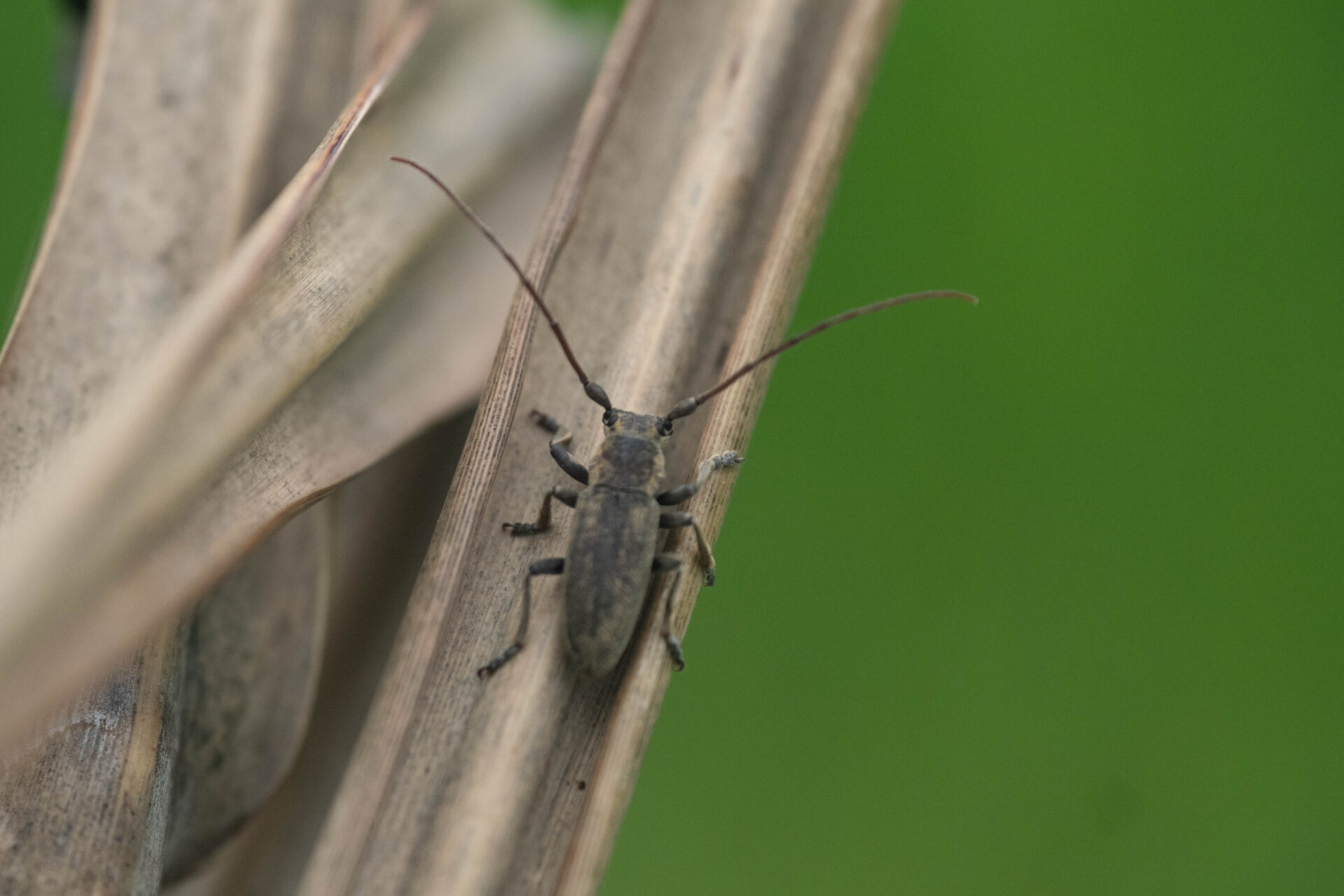 フォトギャラリー：ウスアヤカミキリ - (3)