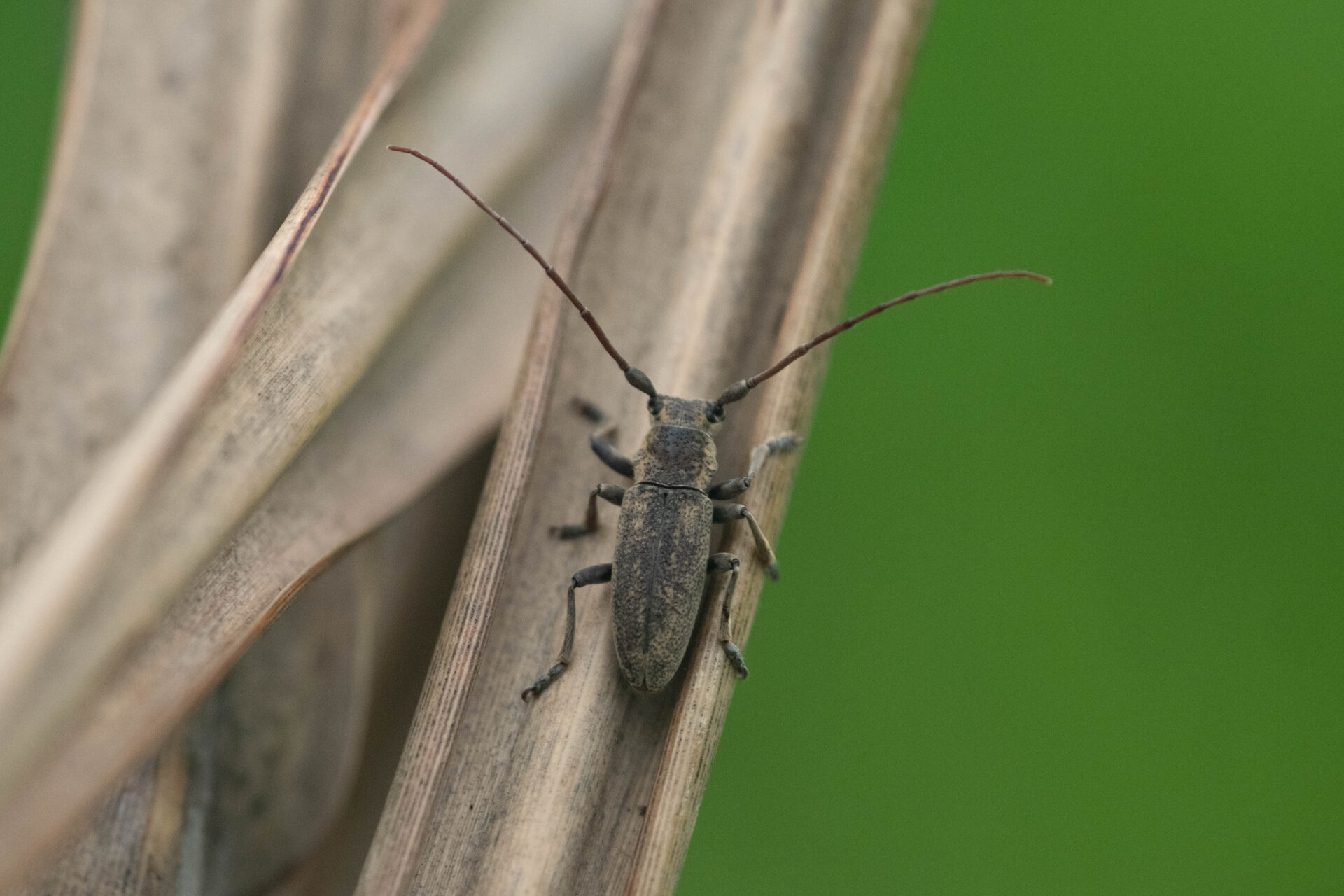 フォトギャラリー：ウスアヤカミキリ - (4)