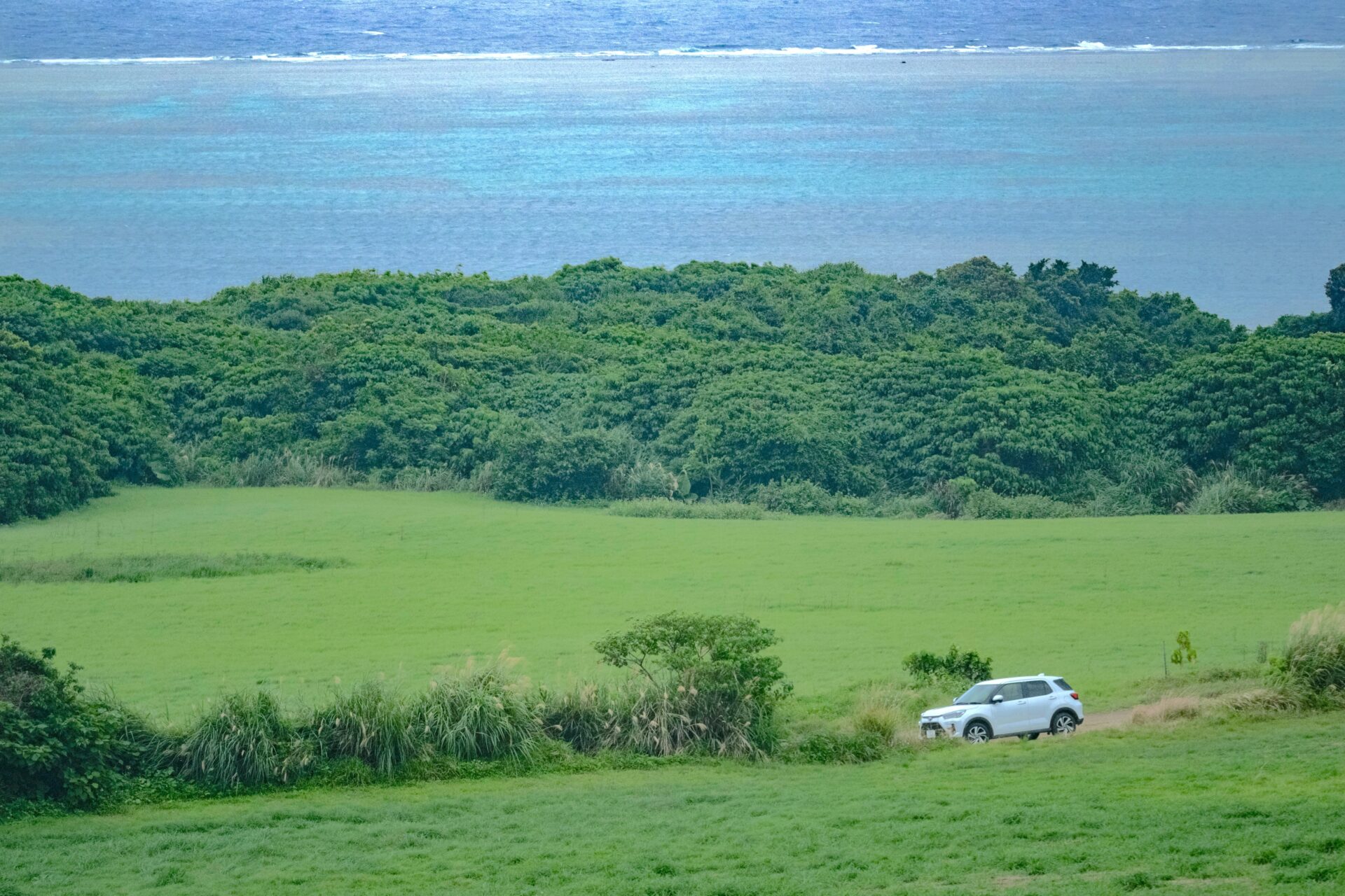 フォトギャラリー：ウスアヤカミキリ - (6)