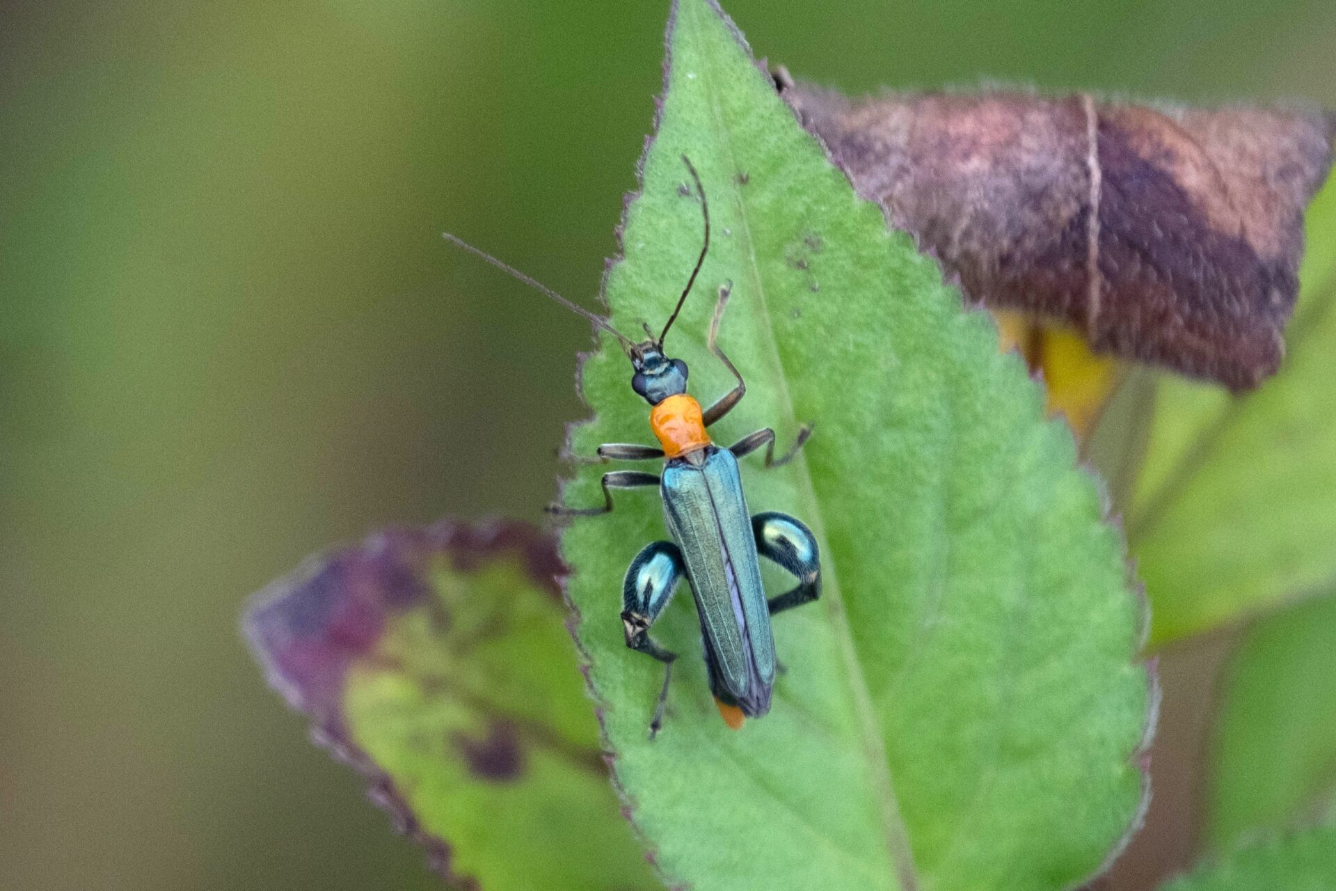 フォトギャラリー：キムネカミキリモドキ