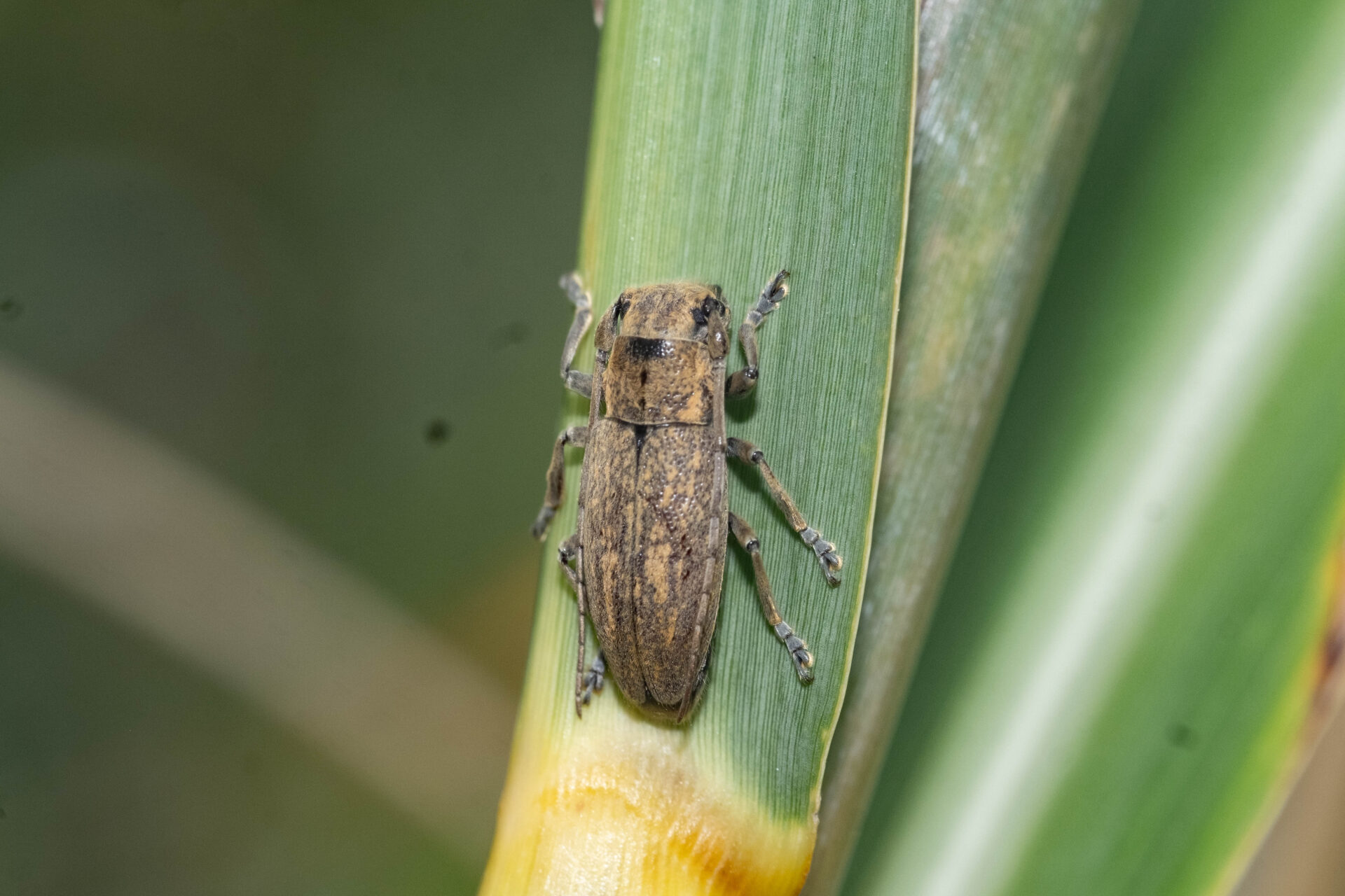 フォトギャラリー：ウスアヤカミキリ - (5)